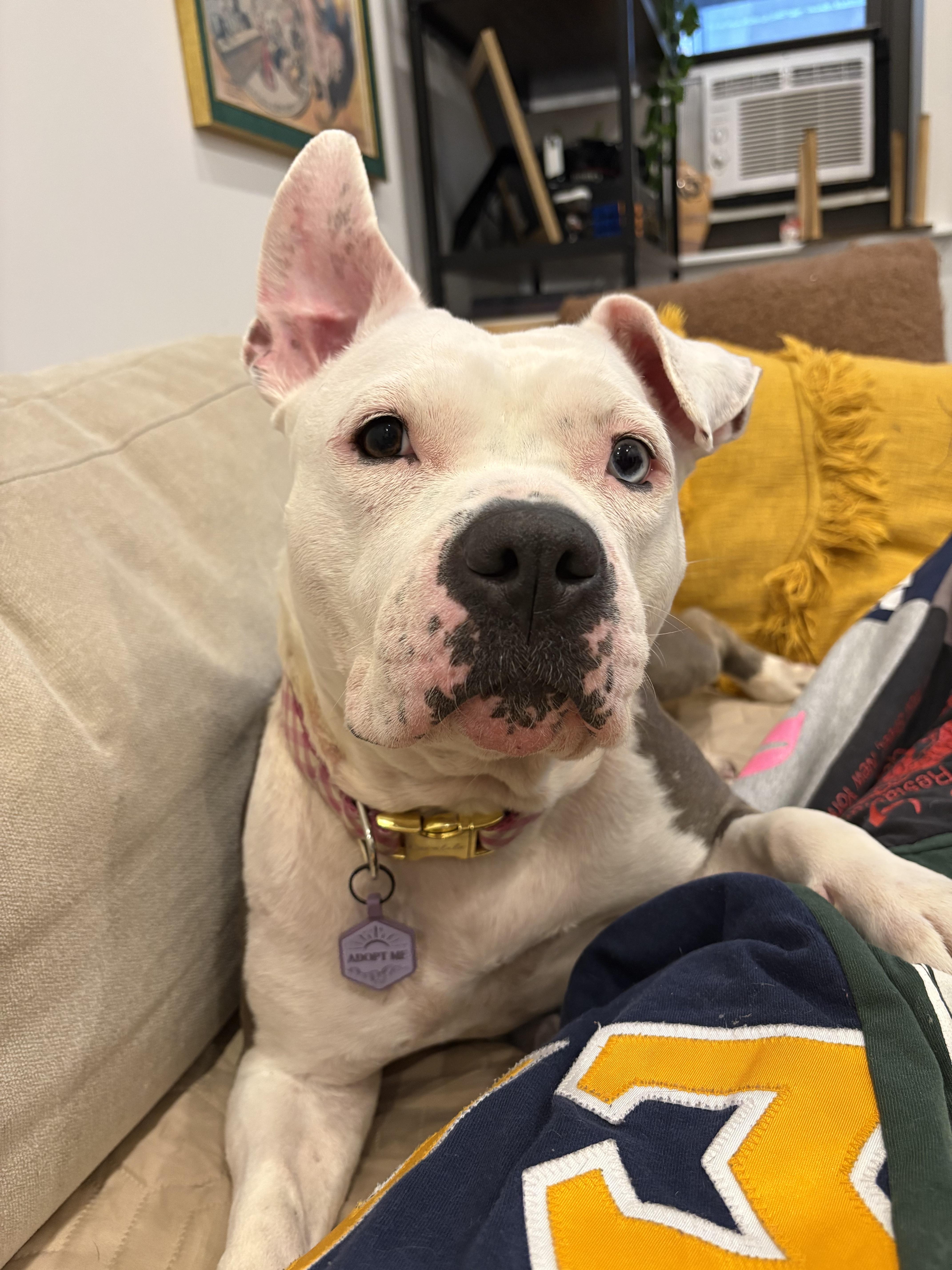 Storm, Adoptable, Adult Female American Bully.