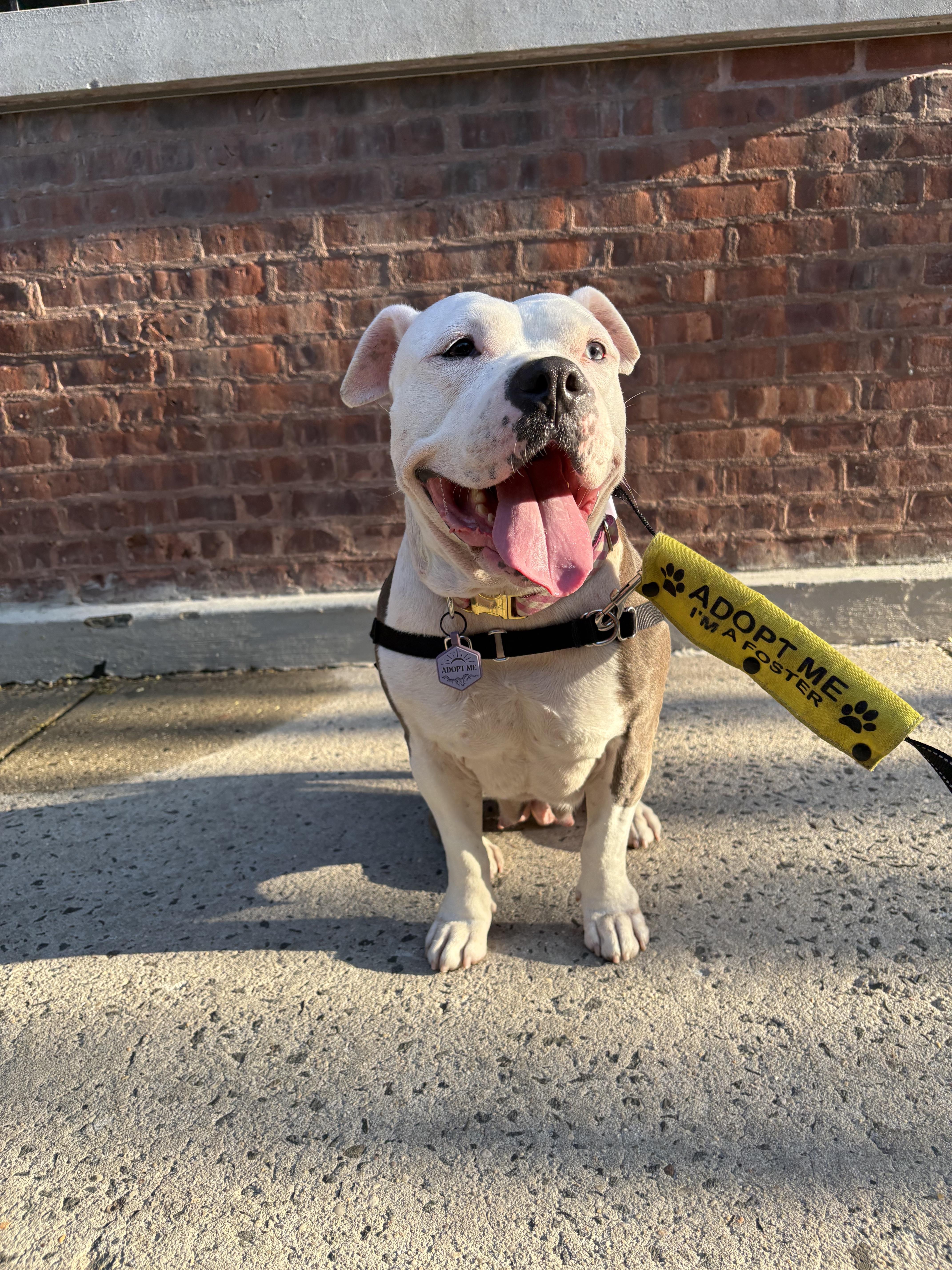 Storm, a Adoptable mixed breed in Brooklyn, NY image 2/6