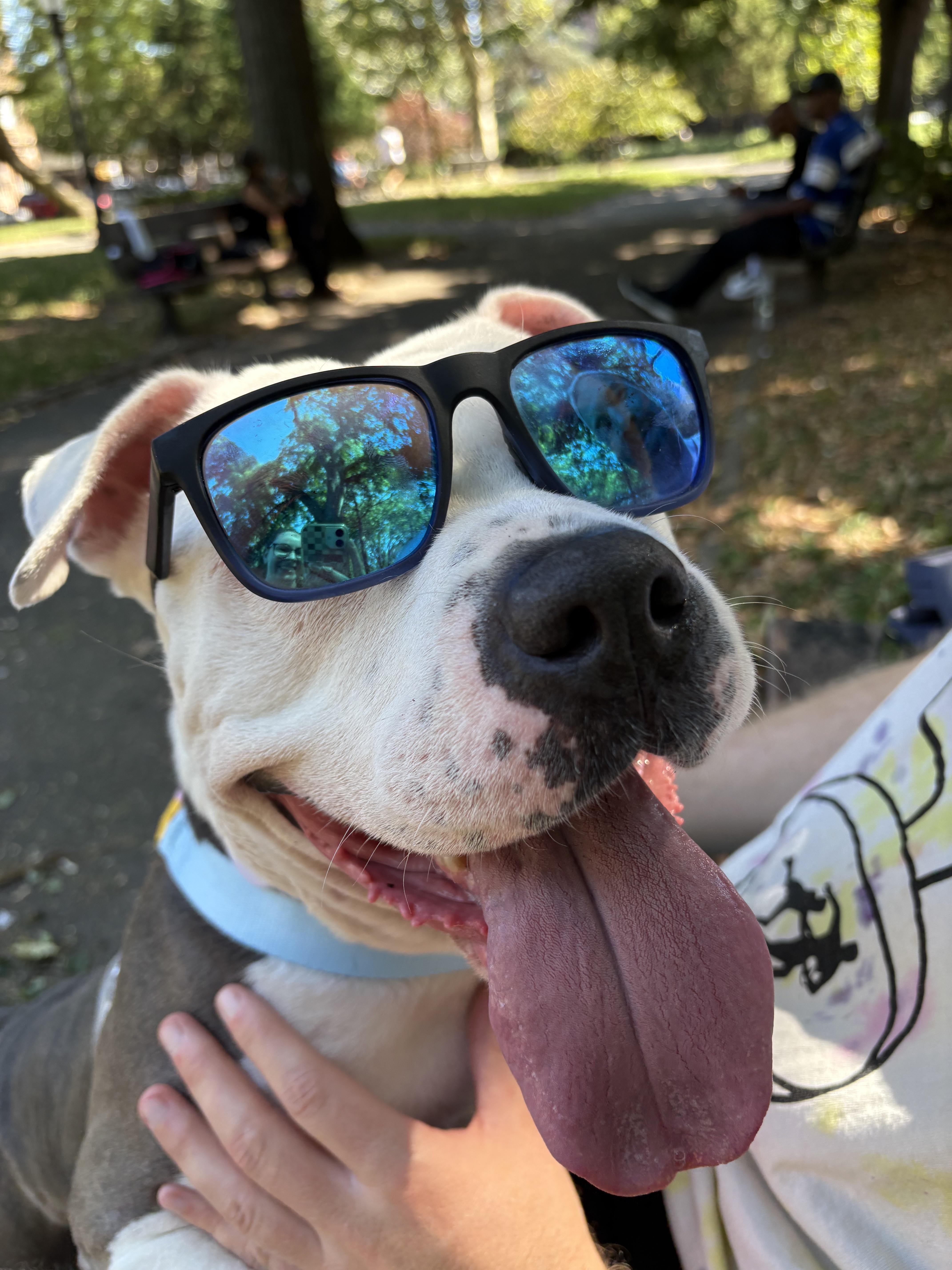 Storm, a Adoptable mixed breed in Brooklyn, NY image 3/6