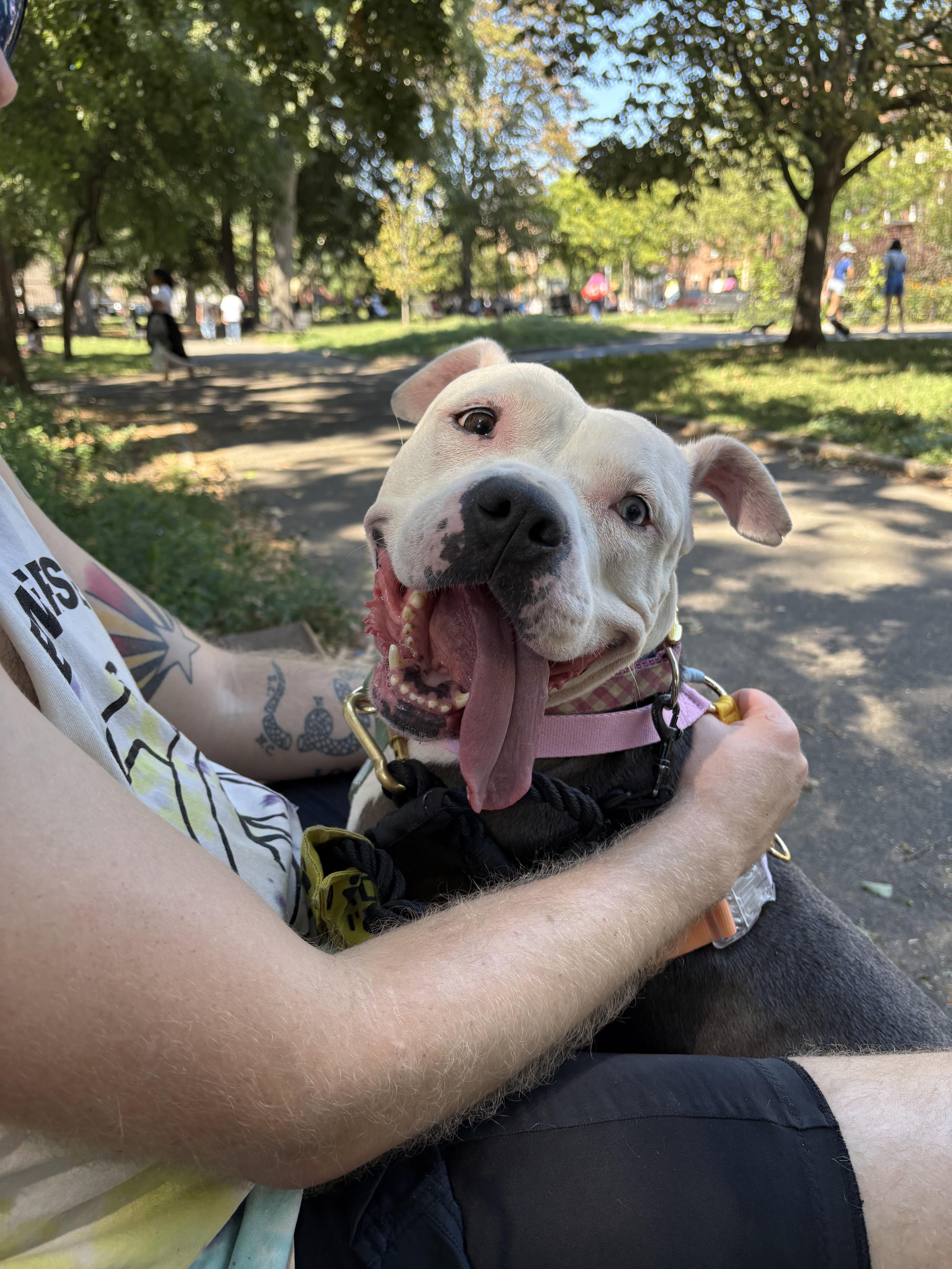 Storm, a Adoptable mixed breed in Brooklyn, NY image 4/6