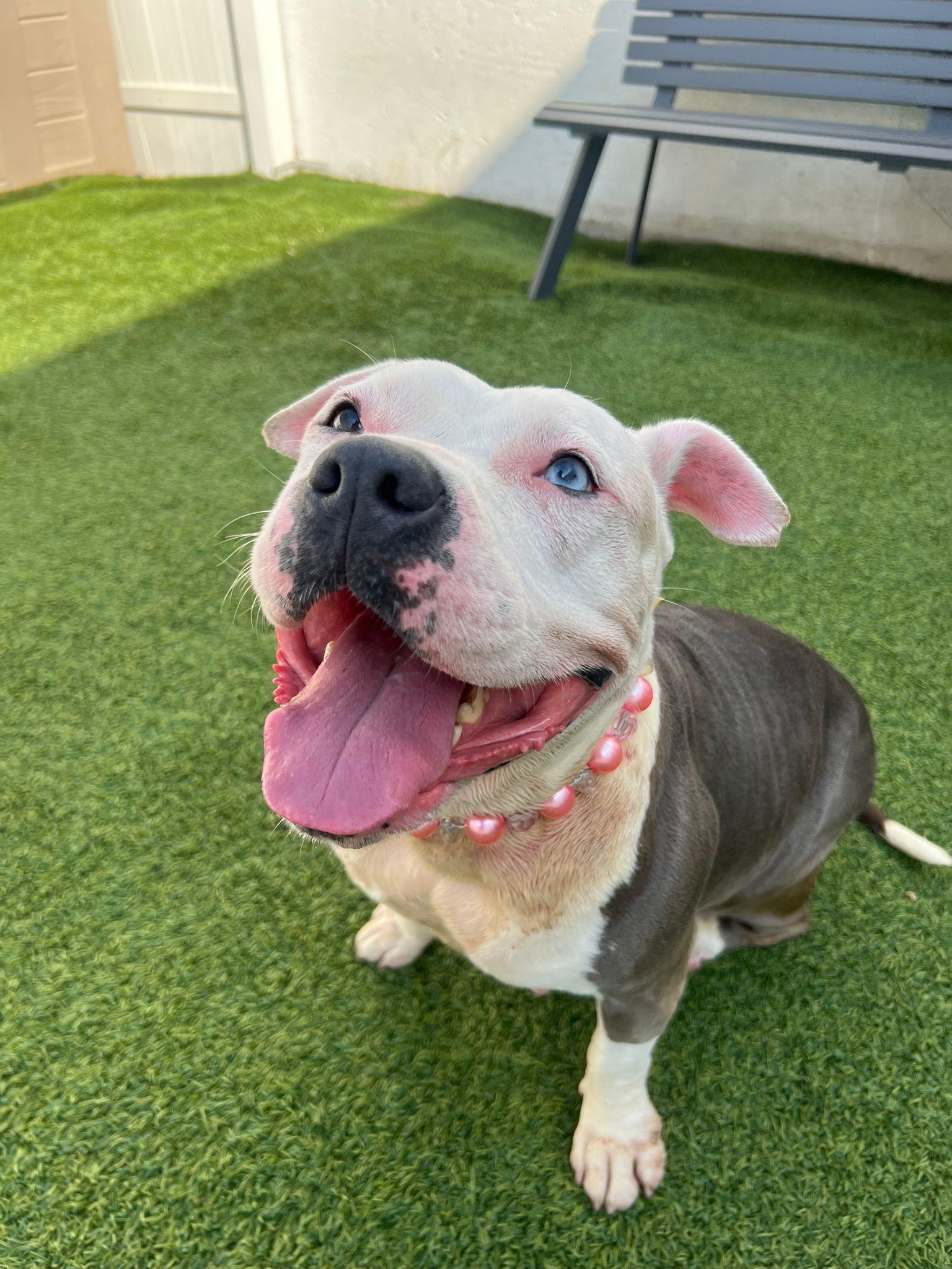 Storm, Adult Female unknown