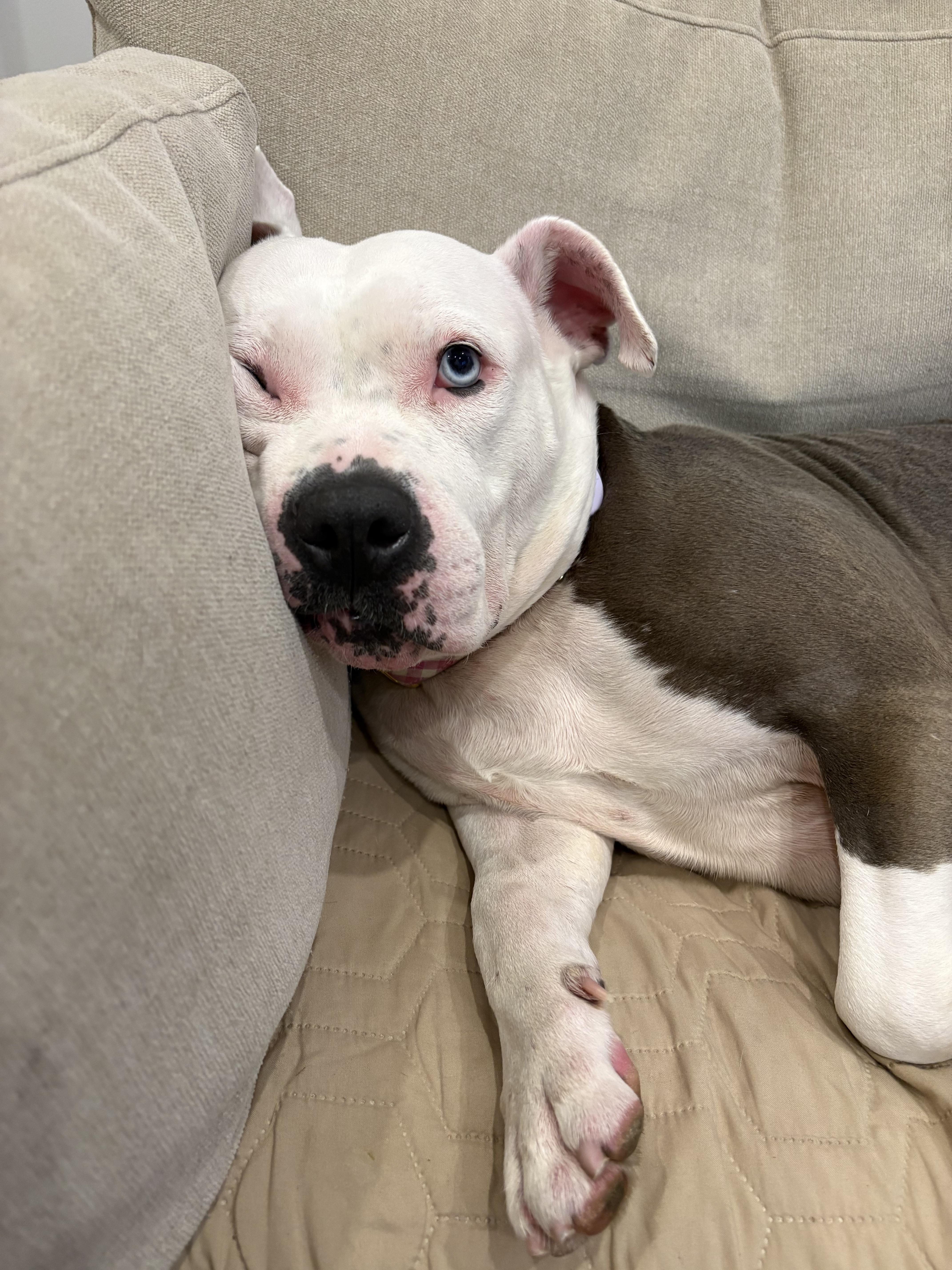 Storm, Adoptable, Adult Female American Bully.