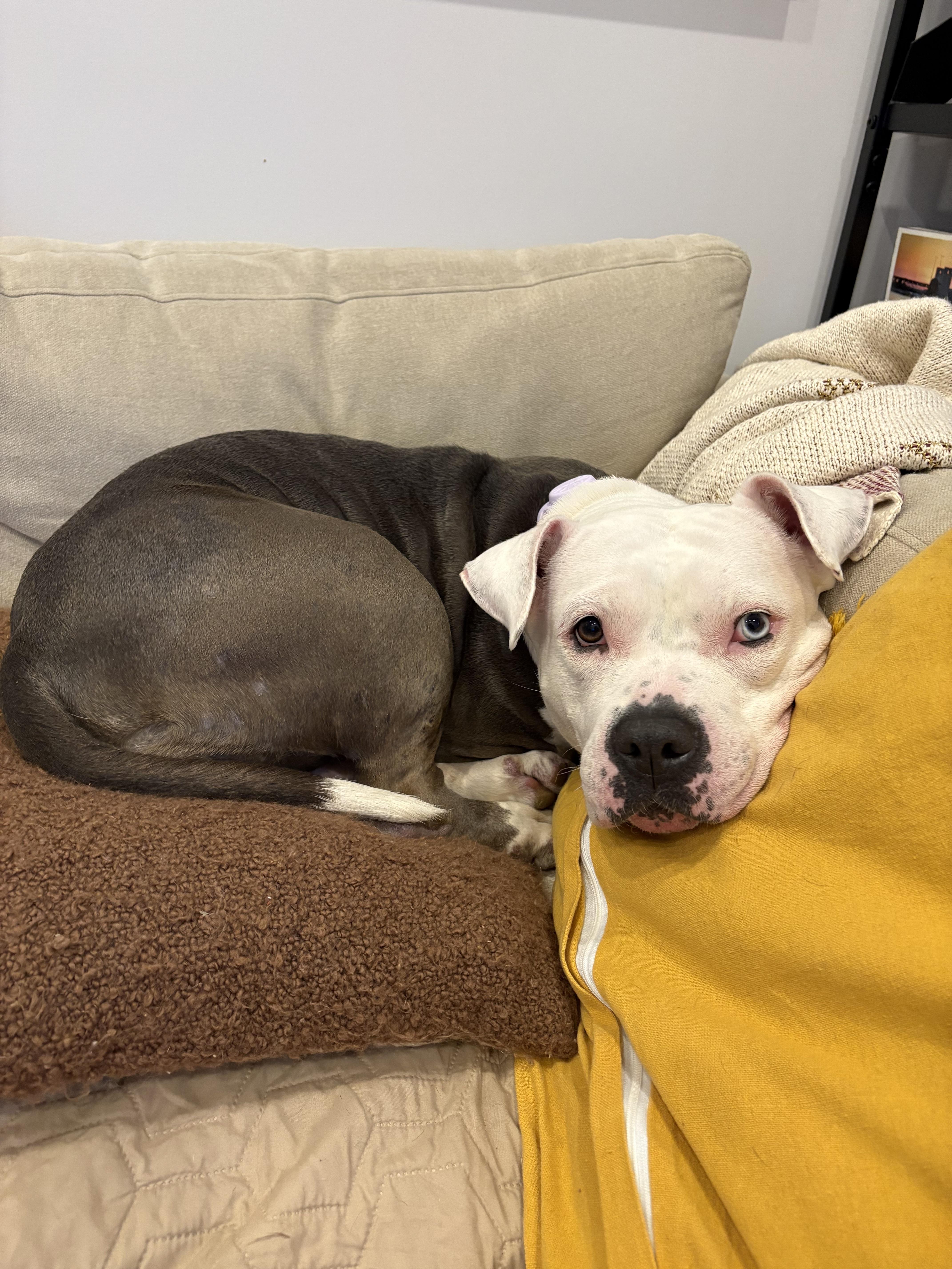 Storm, a Adoptable mixed breed in Brooklyn, NY image 6/6