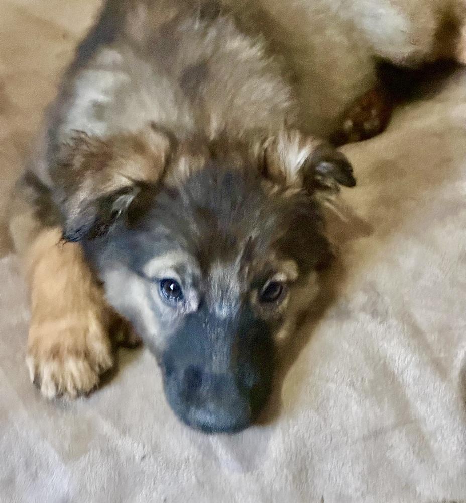 Bunny, Adoptable, Puppy Female Terrier.