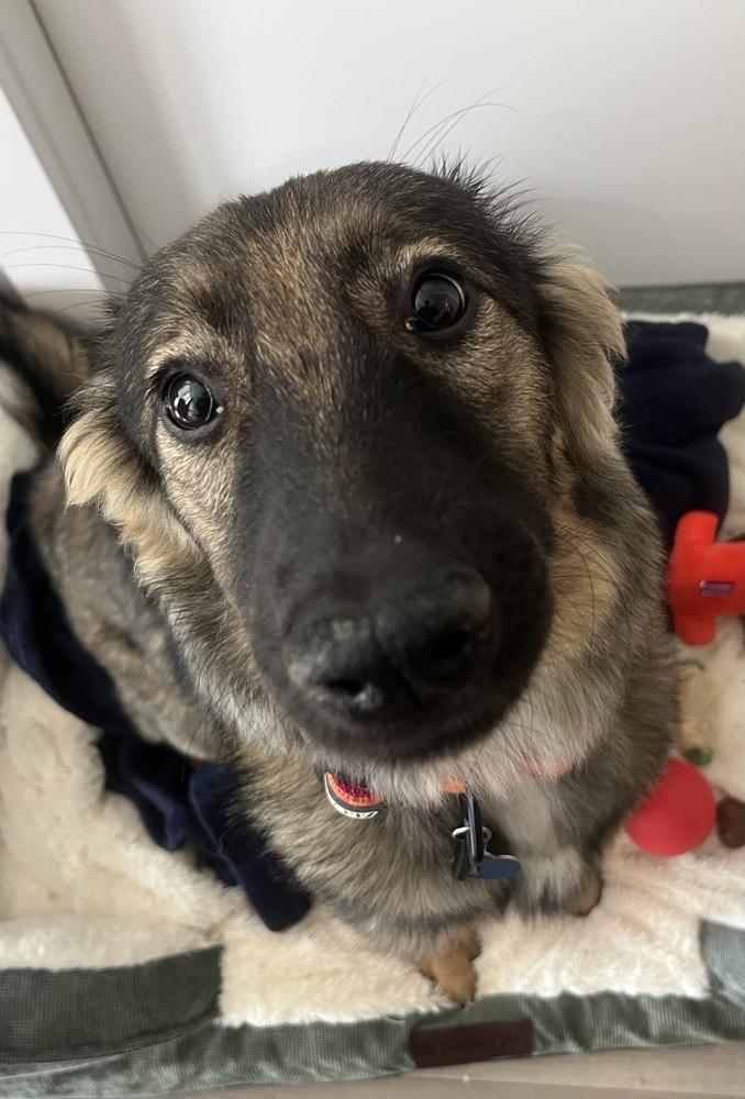 Bunny, a Adoptable Terrier in Escondido, CA image 1/6