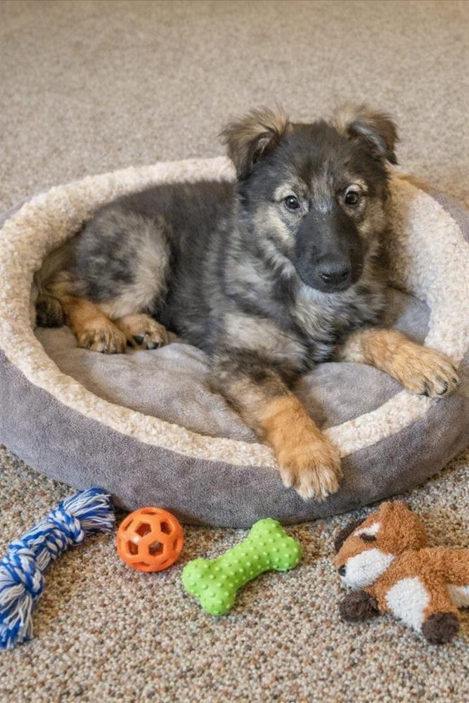 Enlarge Bunny, a Adoptable Terrier in Escondido, CA image 2/4