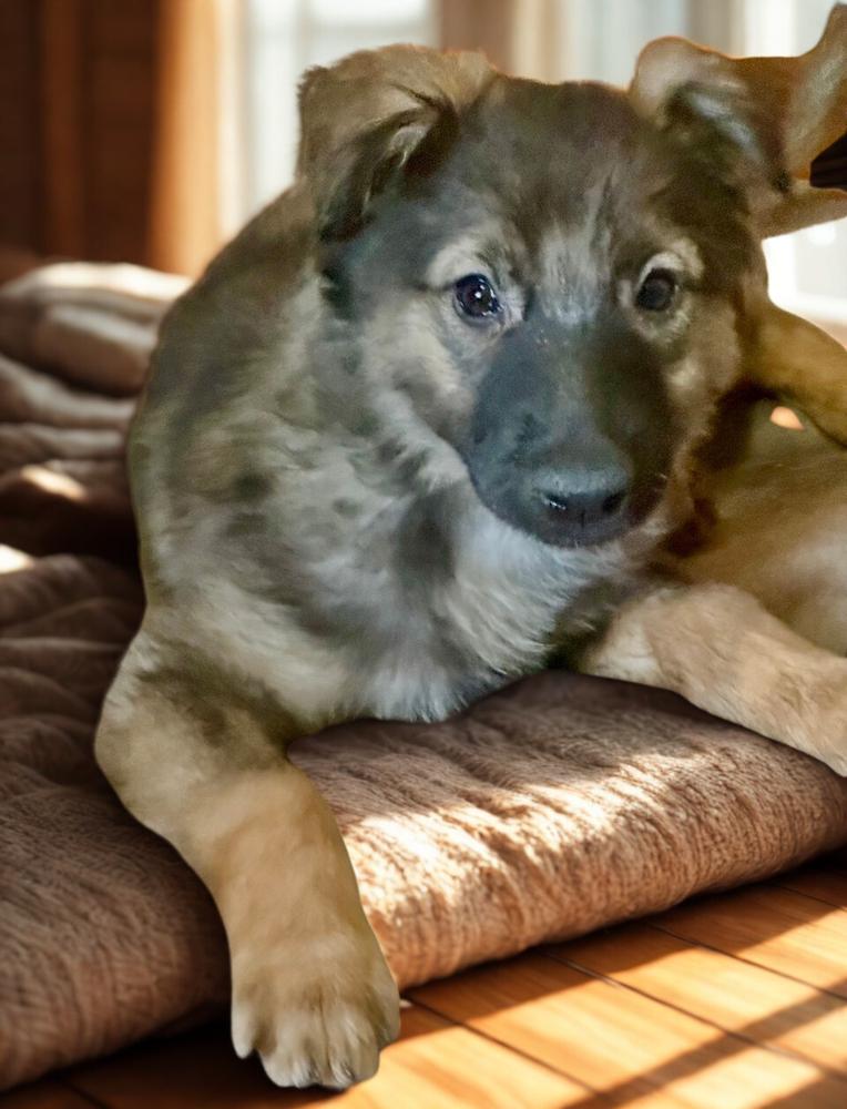 Enlarge Bunny, a Adoptable Terrier in Escondido, CA image 3/4