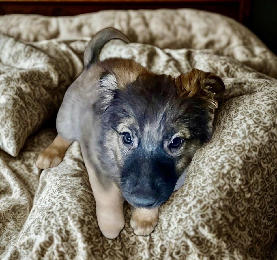 Enlarge Bunny, a Adoptable Terrier in Escondido, CA image 4/4