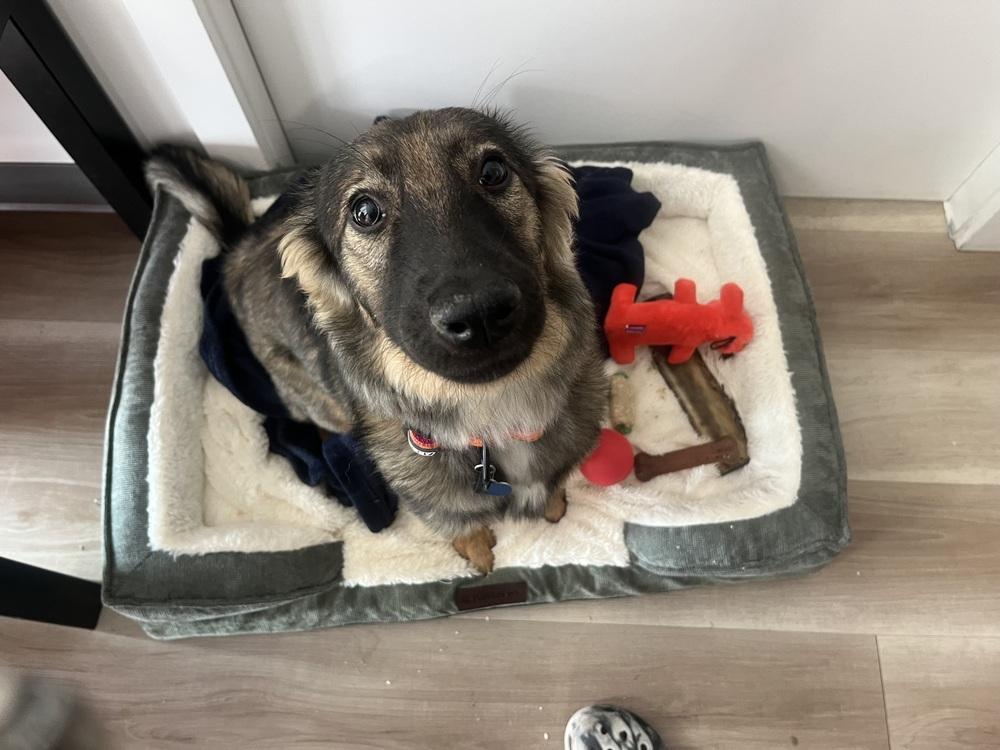 Bunny, a Adoptable Terrier in Escondido, CA image 5/6