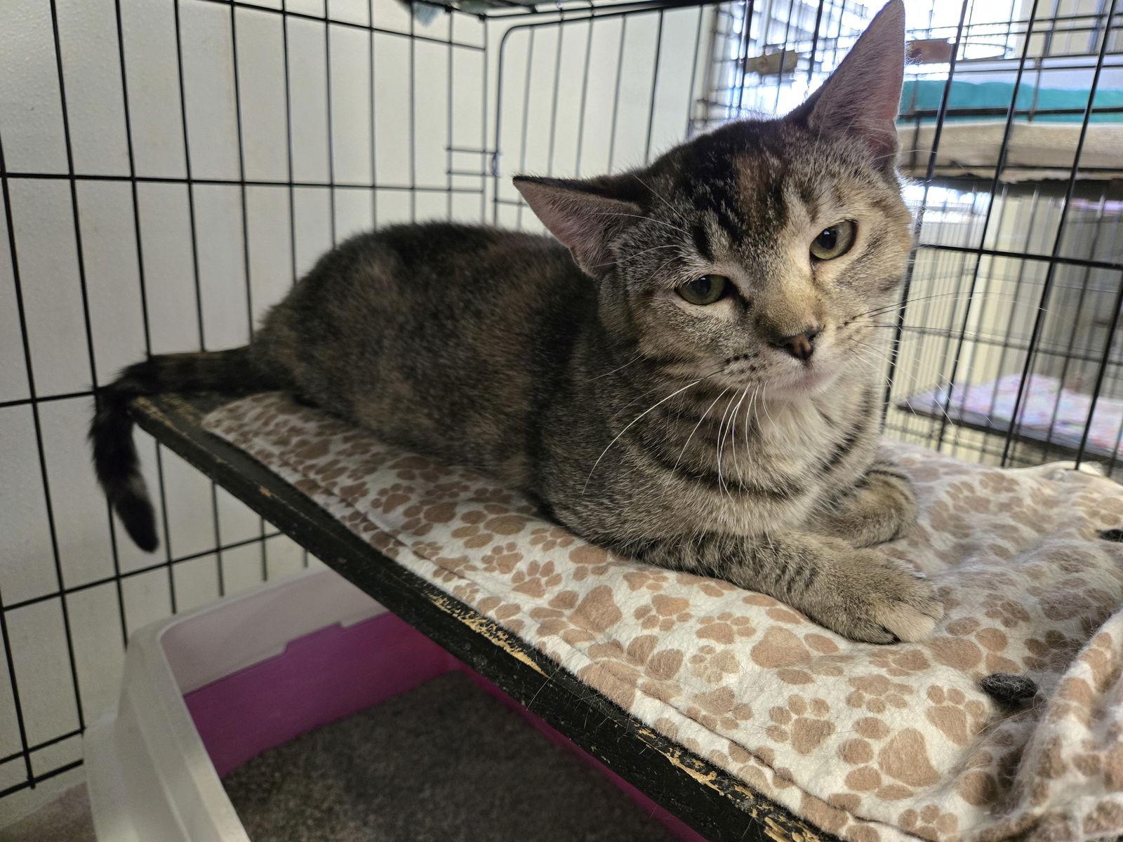 Enlarge Katie Kat, a Adopted mixed breed in Maquoketa, IA image 1/2