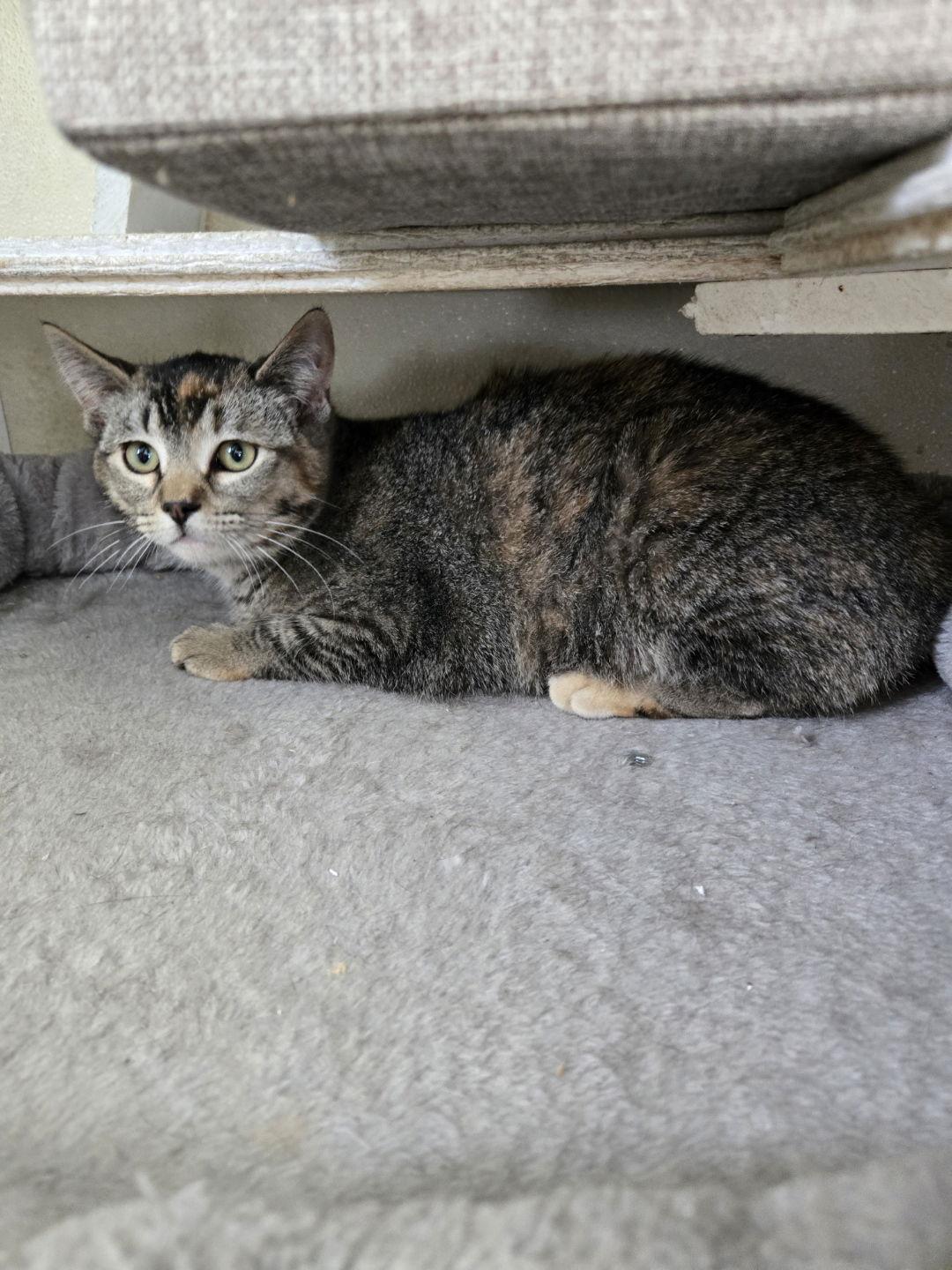 Enlarge Katie Kat, a Adopted mixed breed in Maquoketa, IA image 2/2