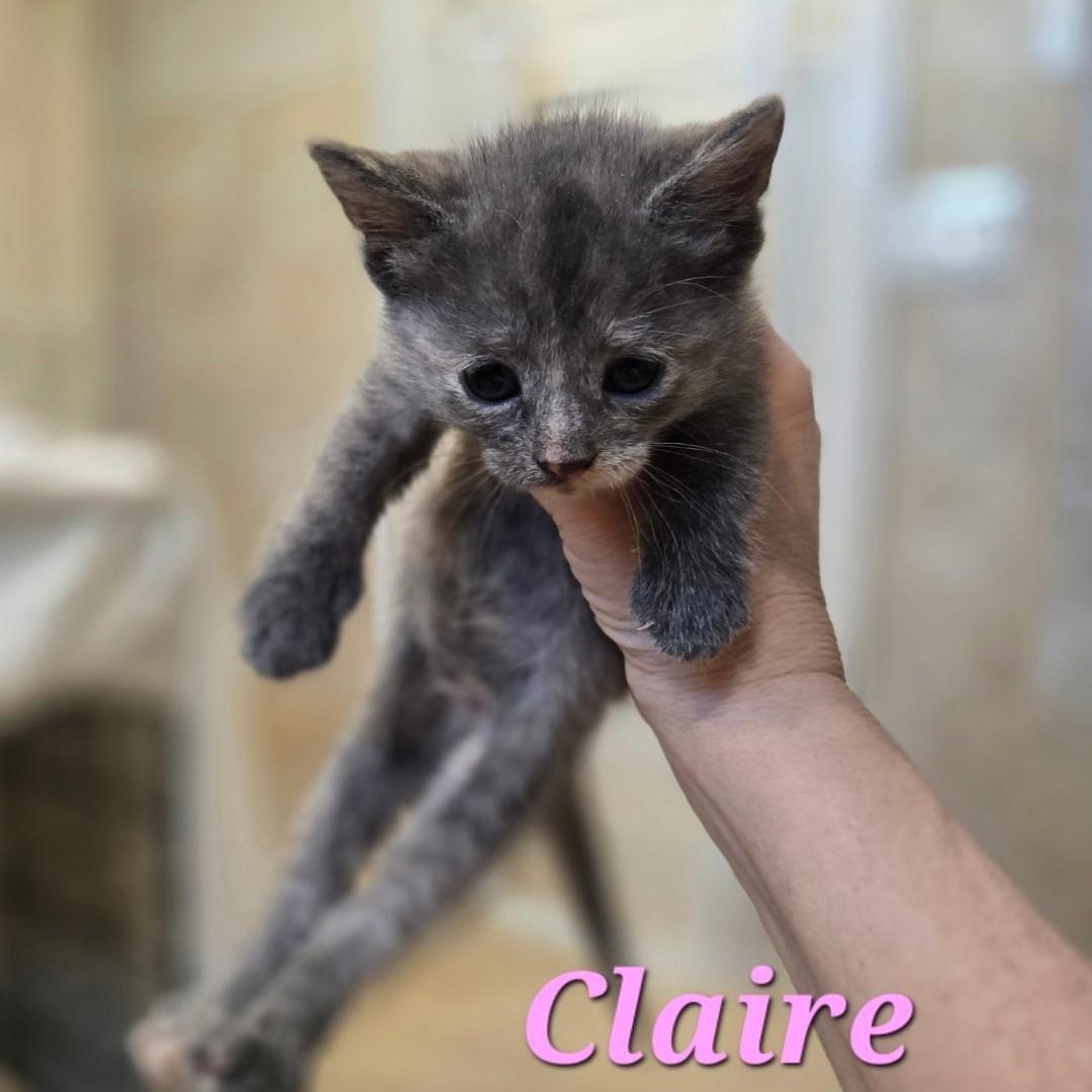 Enlarge Claire, an adopted American Shorthair in Staten Island, NY image 2/6