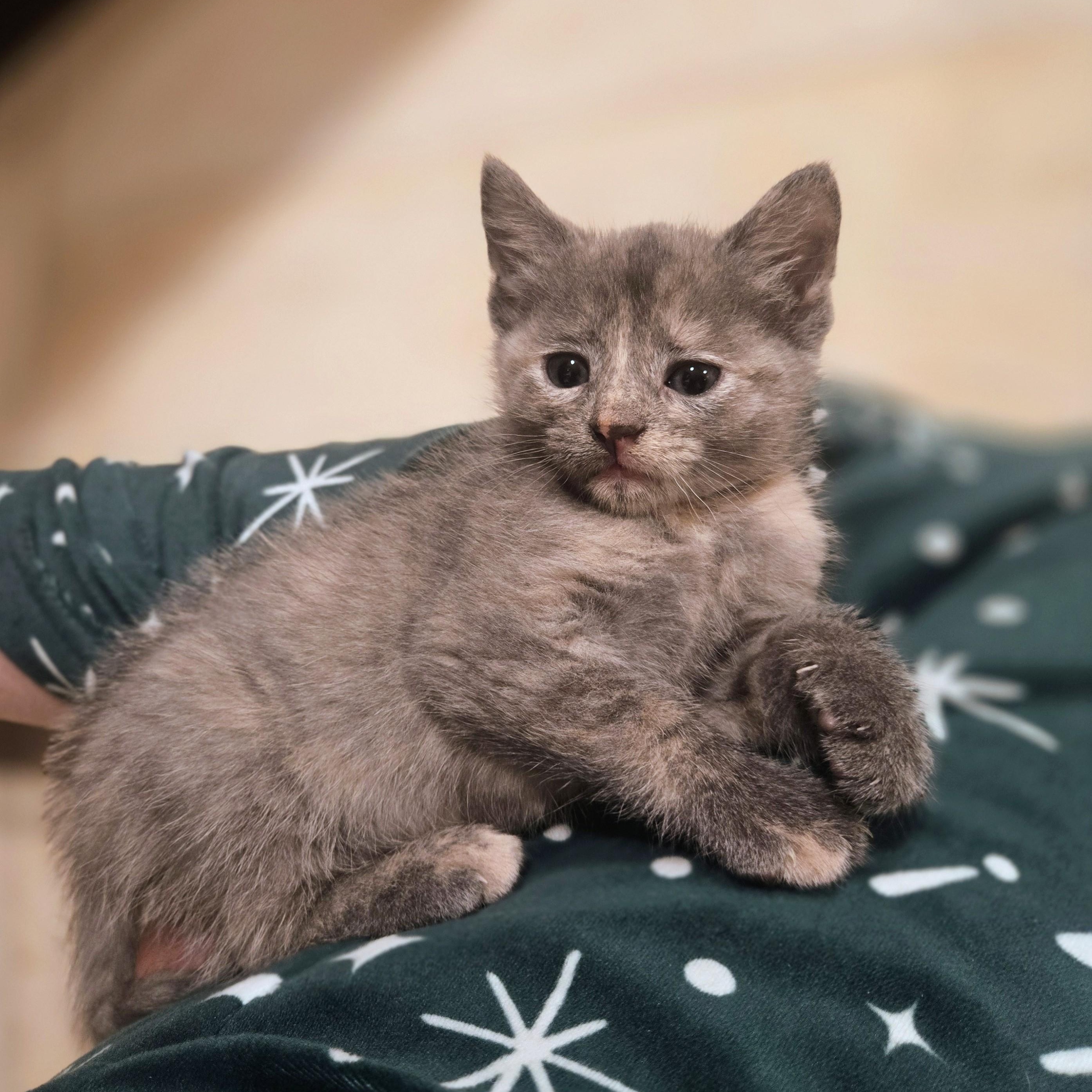 Enlarge Claire, an adopted American Shorthair in Staten Island, NY image 5/6