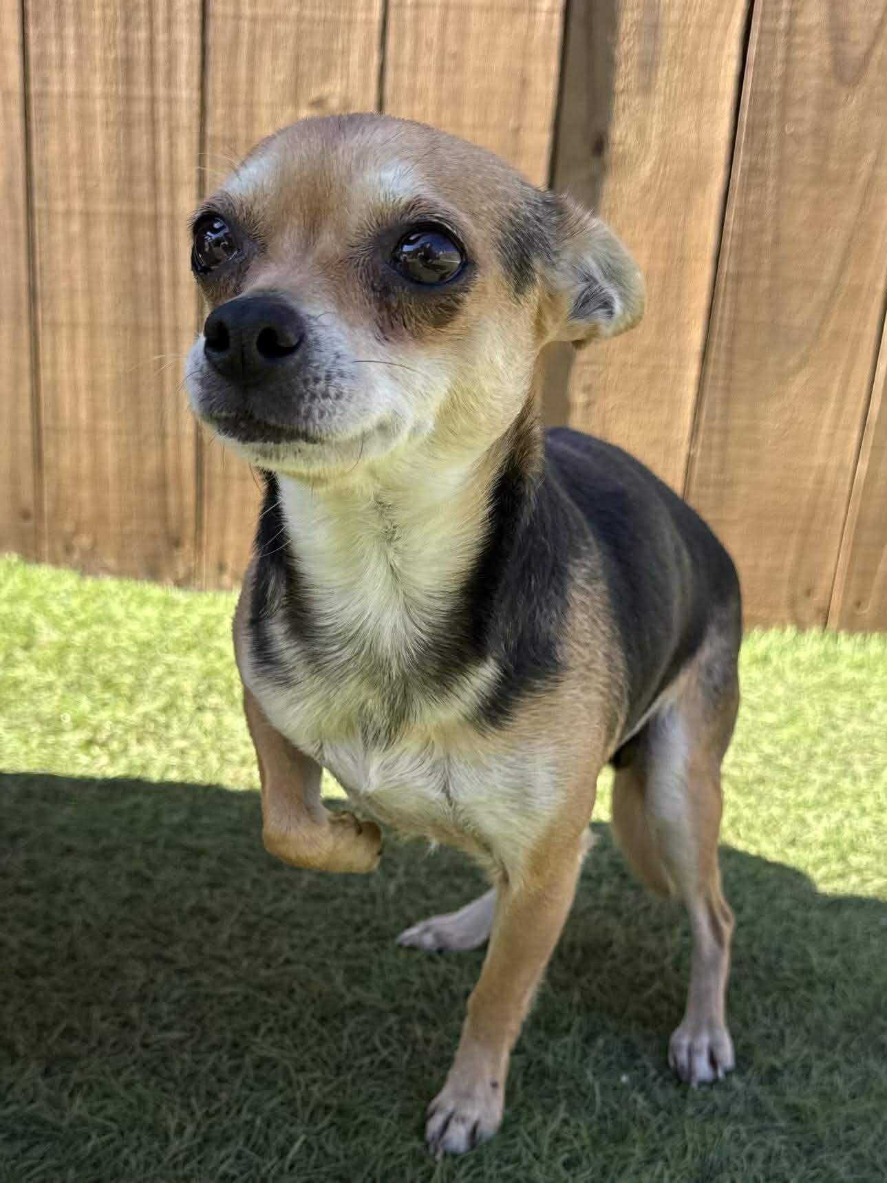 Enlarge Rose, an adopted mixed breed in West Dundee, IL image 3/4