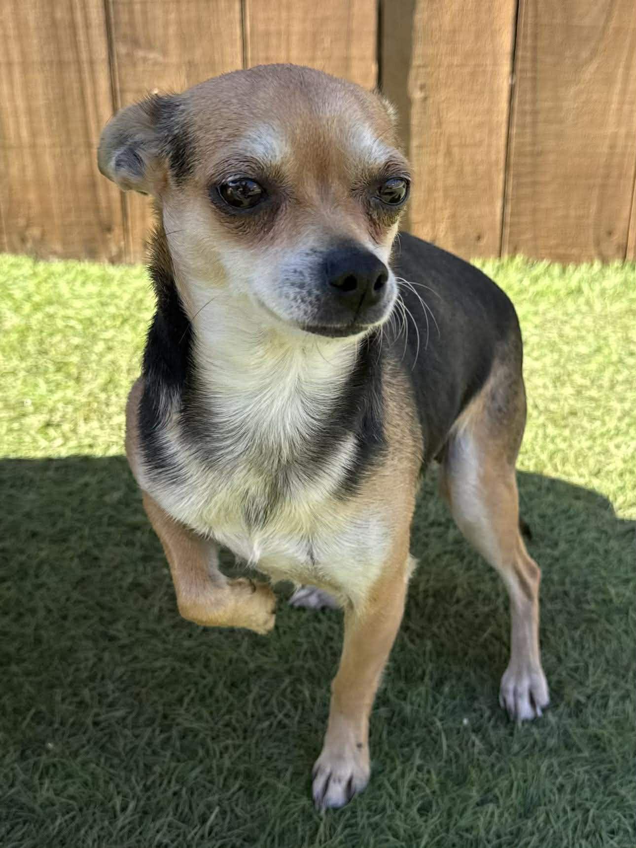 Enlarge Rose, an adopted mixed breed in West Dundee, IL image 4/4