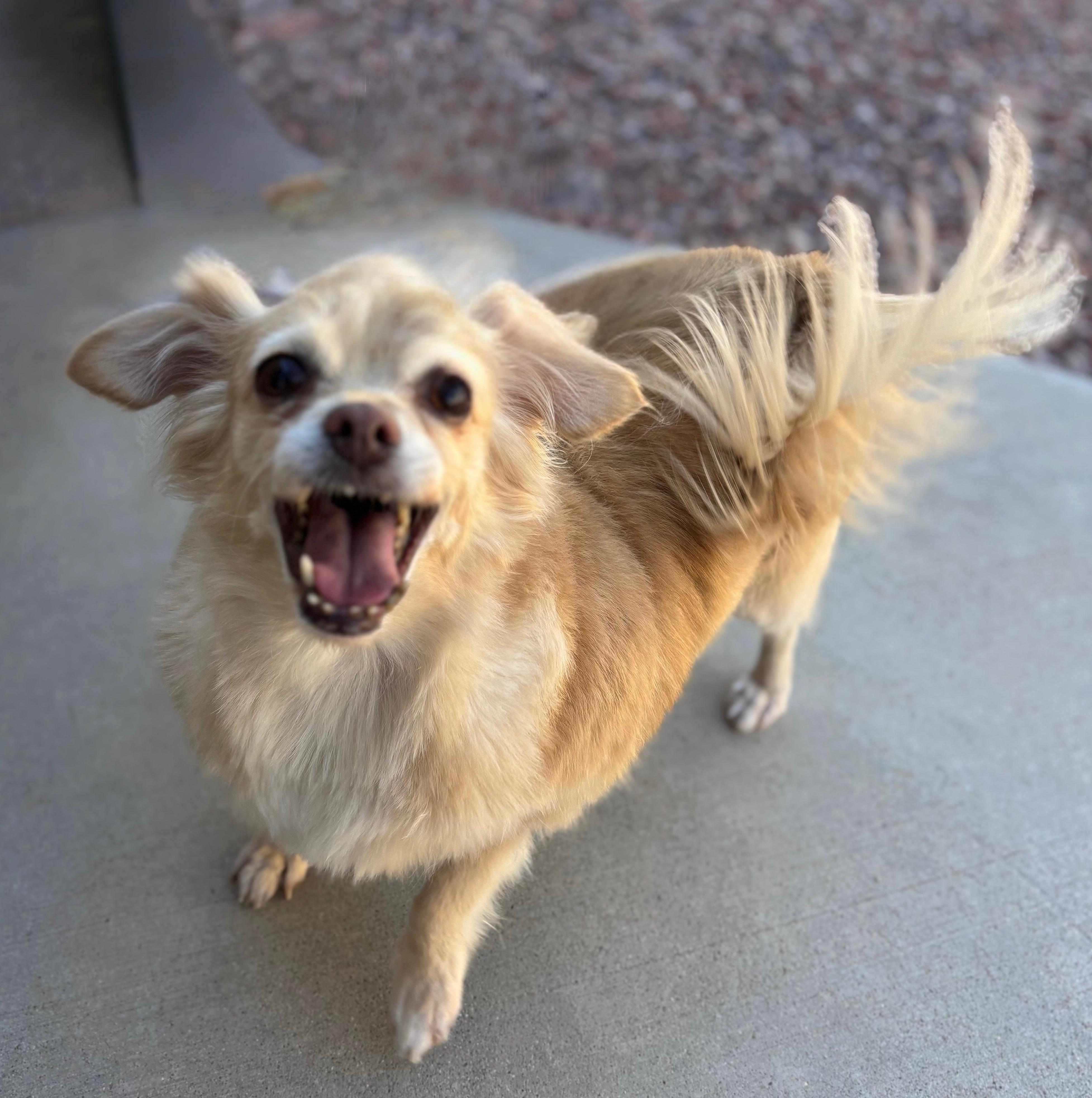 Taco, Adoptable, Adult Female Dachshund (Long Haired) & Chihuahua.