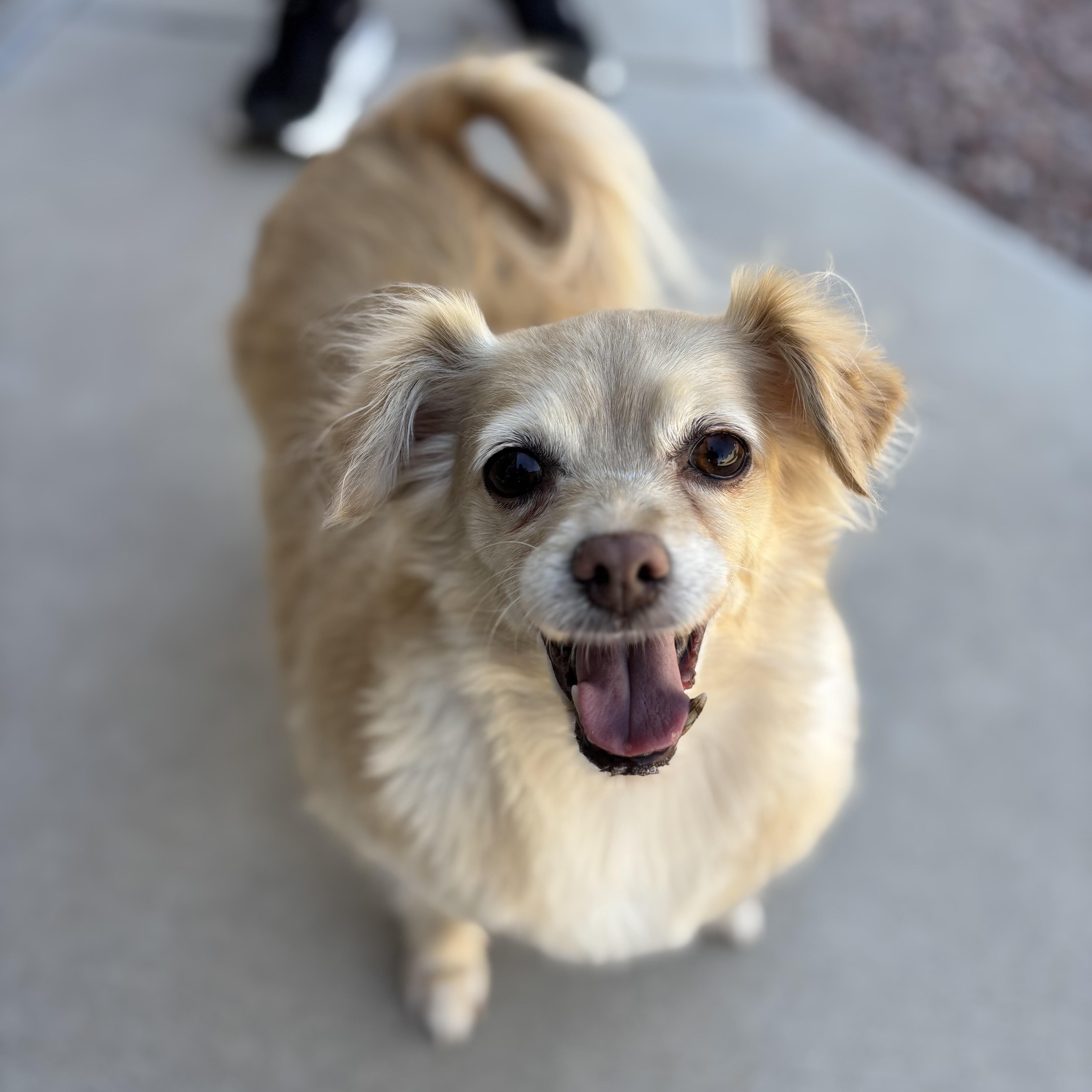 Taco, a Adoptable mixed breed in Phoenix, AZ image 2/4