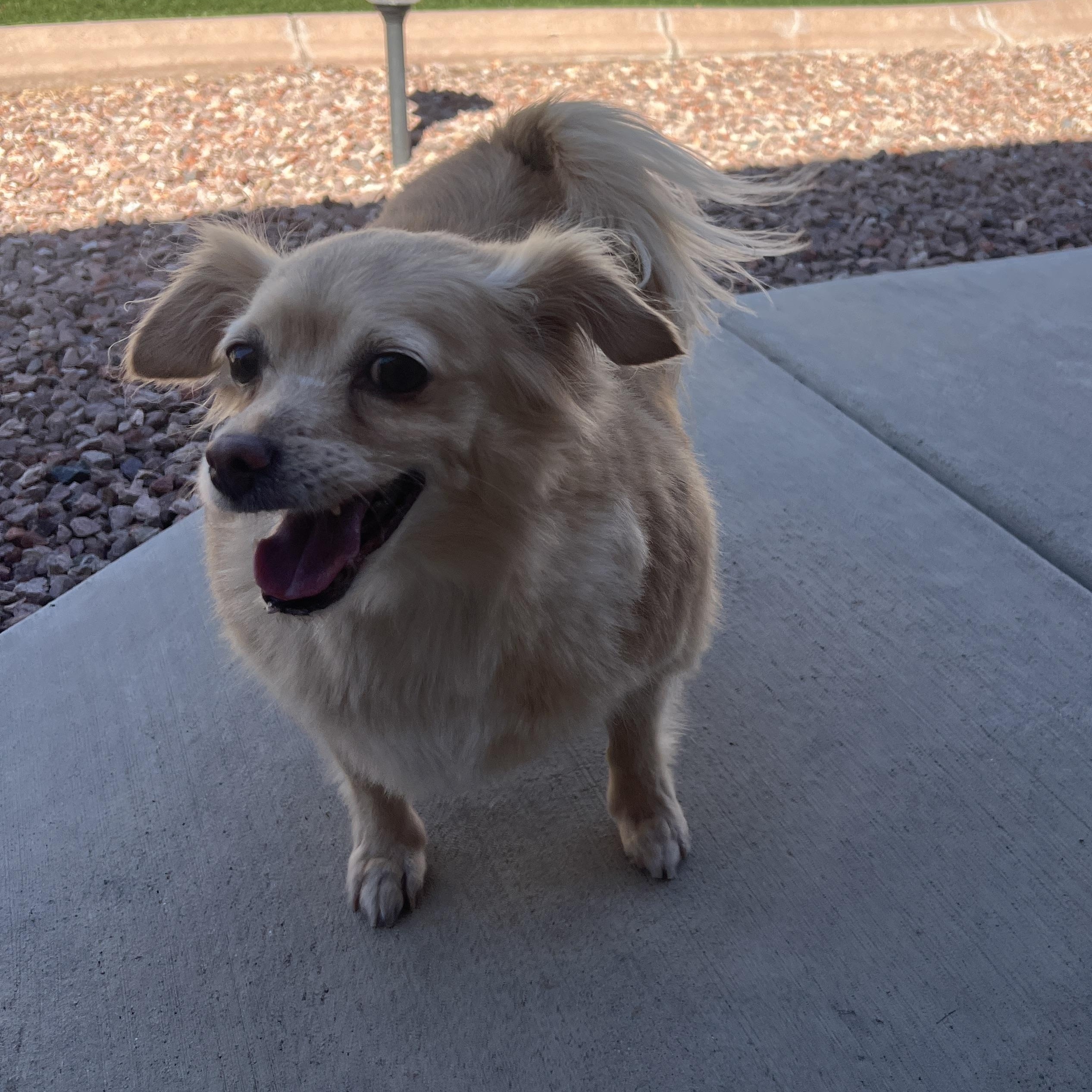 Taco, a Adoptable mixed breed in Phoenix, AZ image 3/4