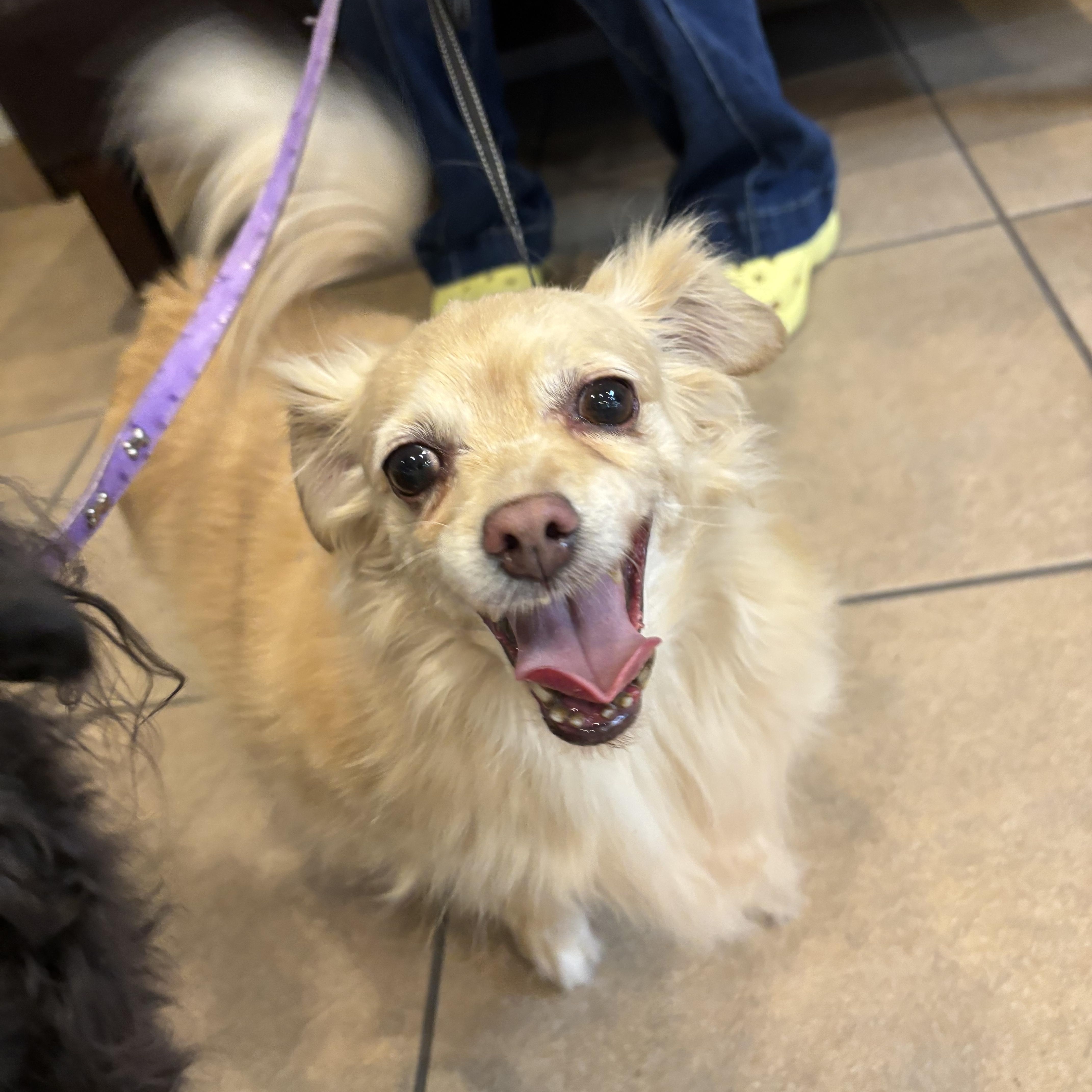 Taco, a Adoptable mixed breed in Phoenix, AZ image 4/4