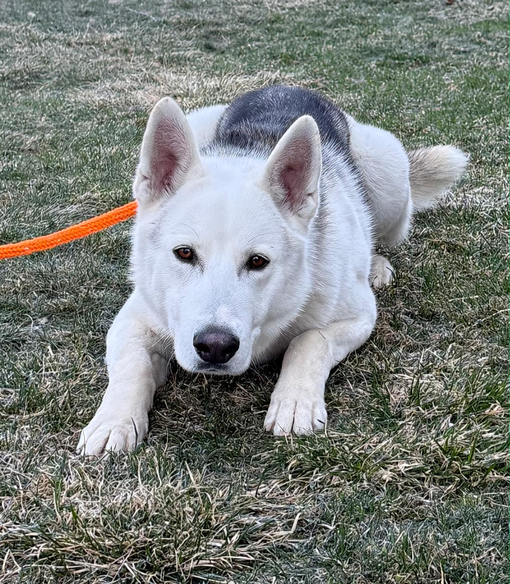 Cooper, Adoptable, Adult Male Husky.