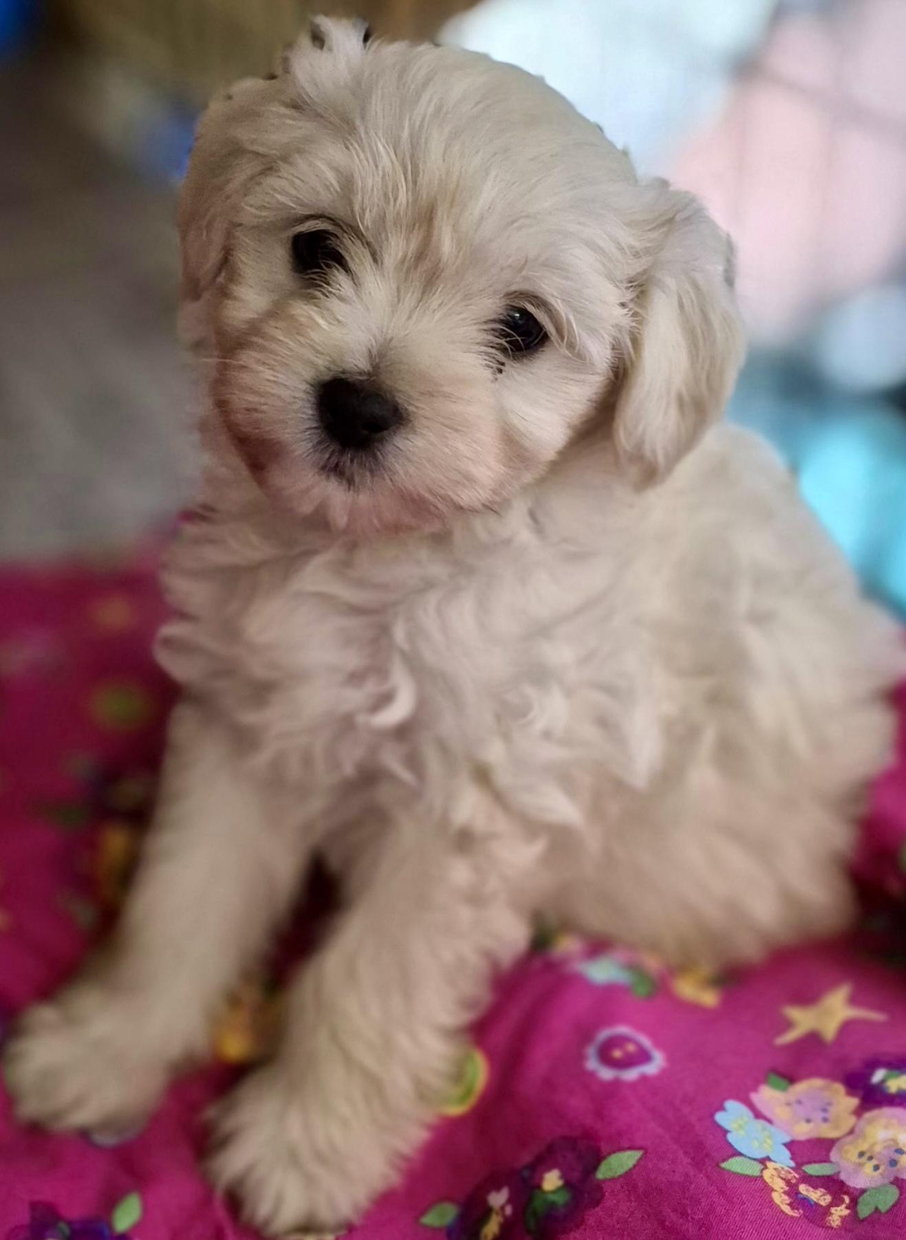Bonnie, adopted, Puppy Female Maltipoo.