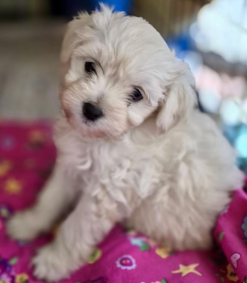 Enlarge Bonnie, an adopted mixed breed in Los Angeles, CA image 2/3