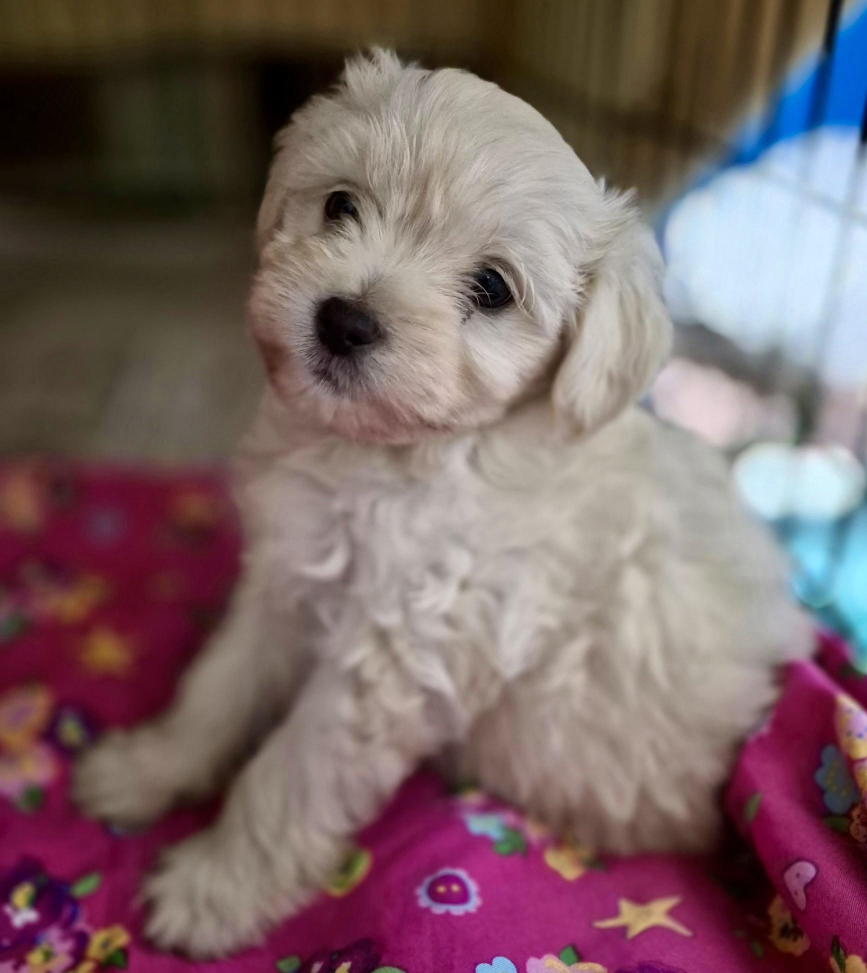 Enlarge Bonnie, an adopted mixed breed in Los Angeles, CA image 3/3