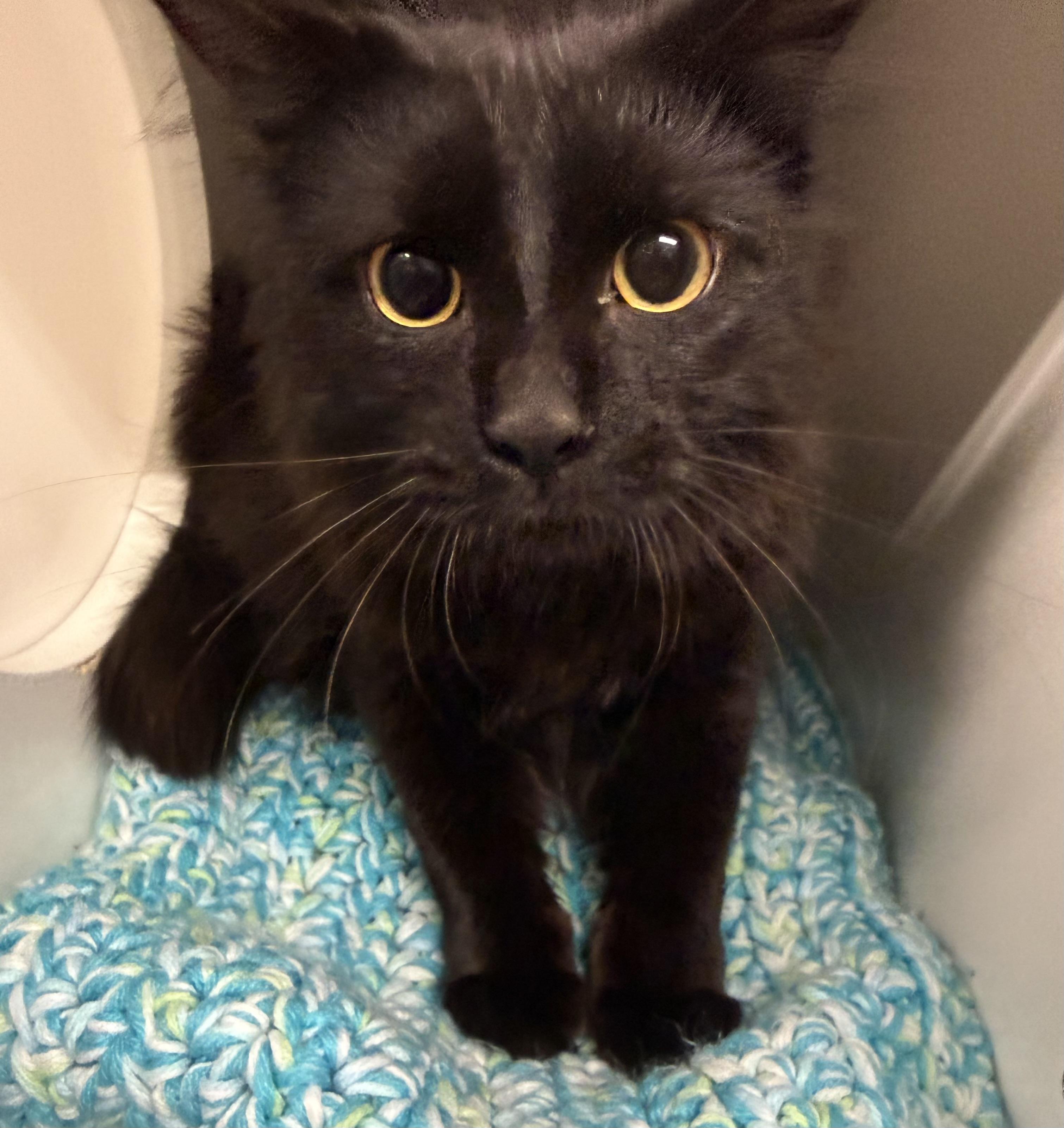 Enlarge Cherine, a Adoptable Domestic Short Hair in Cobourg, ON image 1/1