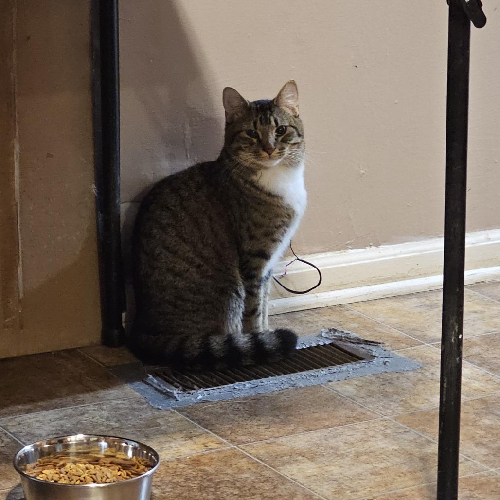 Toot, a Adoptable Domestic Short Hair in Tuscaloosa, AL image 1/4