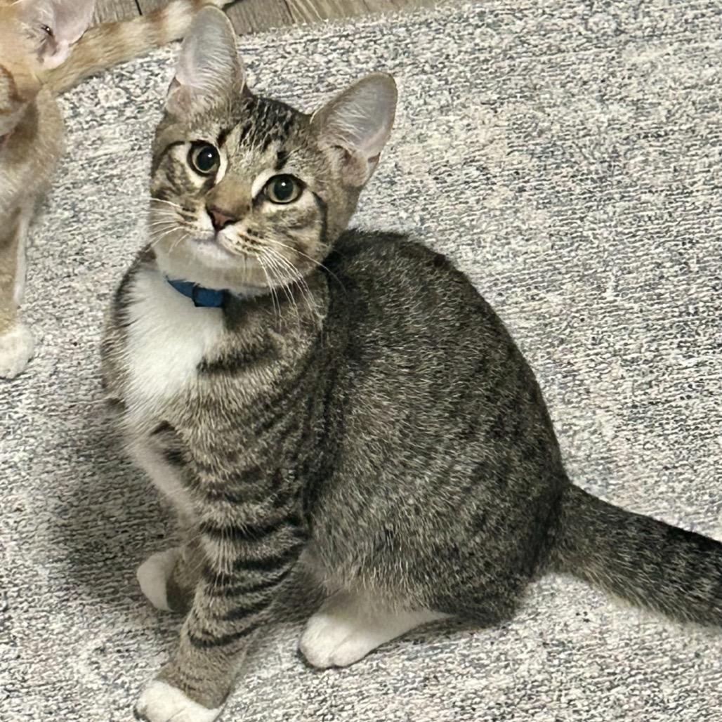 Toot, a Adoptable Domestic Short Hair in Tuscaloosa, AL image 2/4