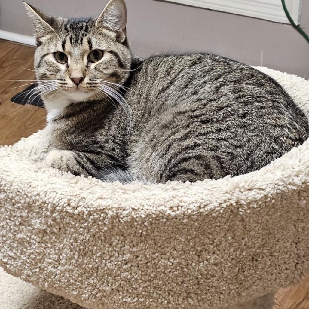 Toot, a Adoptable Domestic Short Hair in Tuscaloosa, AL image 3/4
