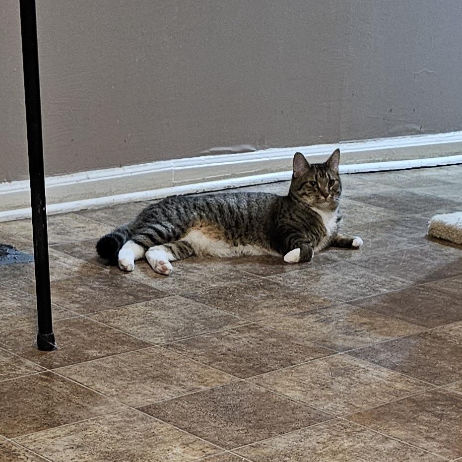 Toot, a Adoptable Domestic Short Hair in Tuscaloosa, AL image 4/4