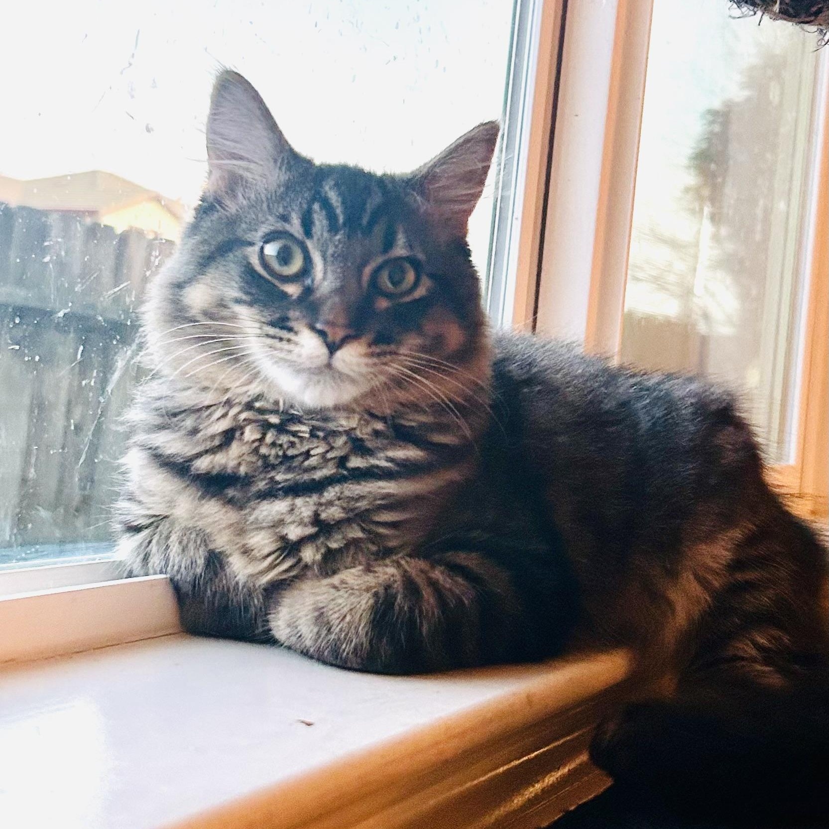 Enlarge Lenny, a ADOPTABLE Tabby in Sacramento, CA image 3/6