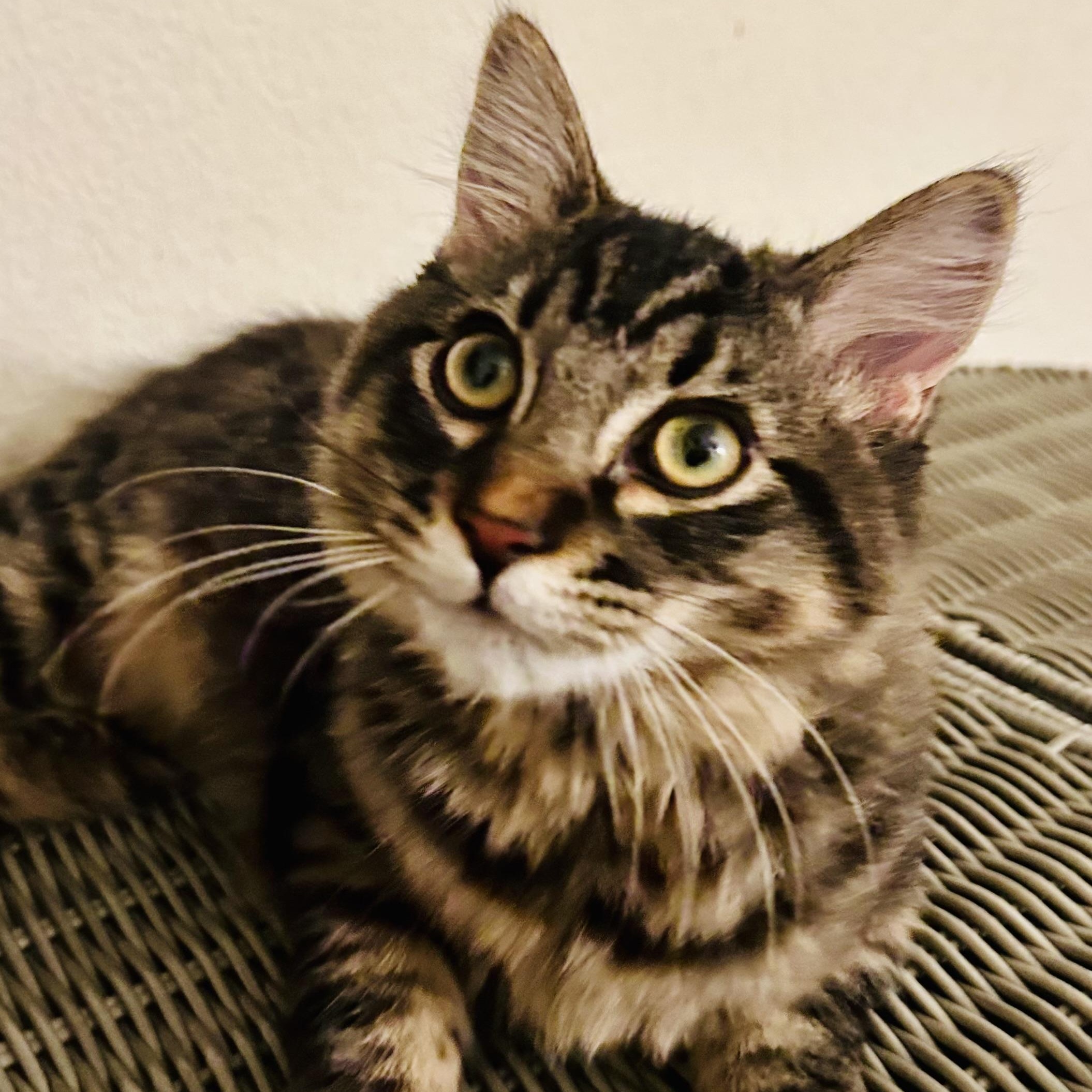 Lenny, ADOPTABLE, Young Male Tabby.