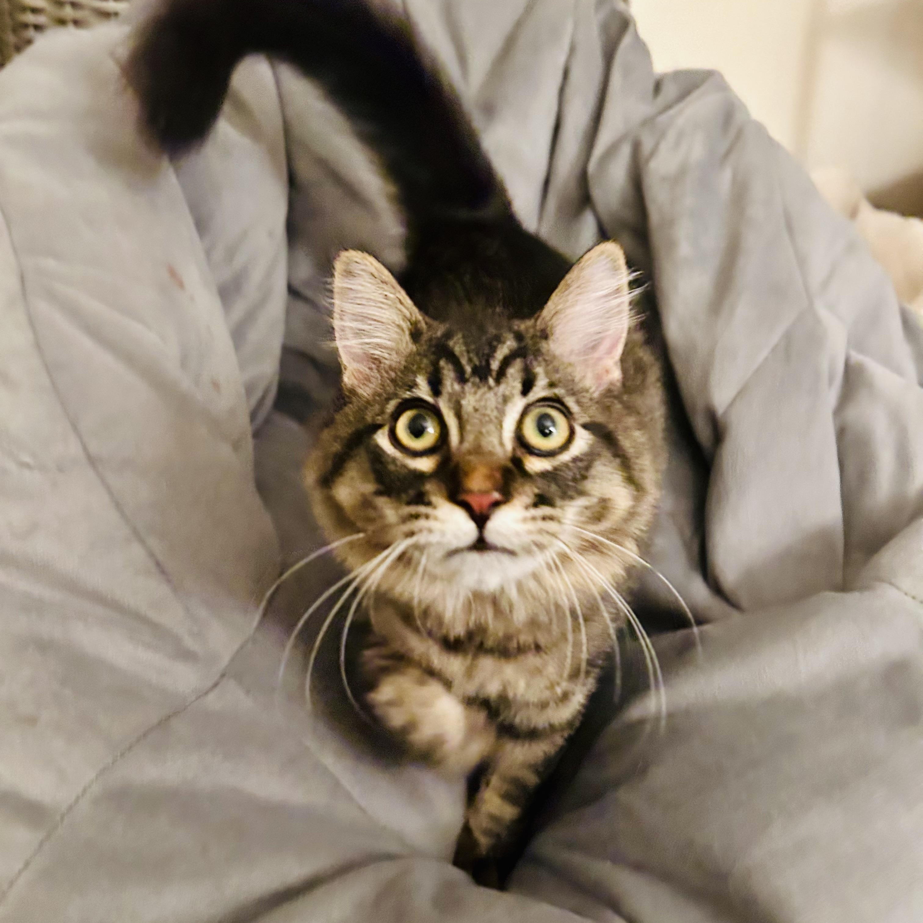 Enlarge Lenny, a ADOPTABLE Tabby in Sacramento, CA image 2/6