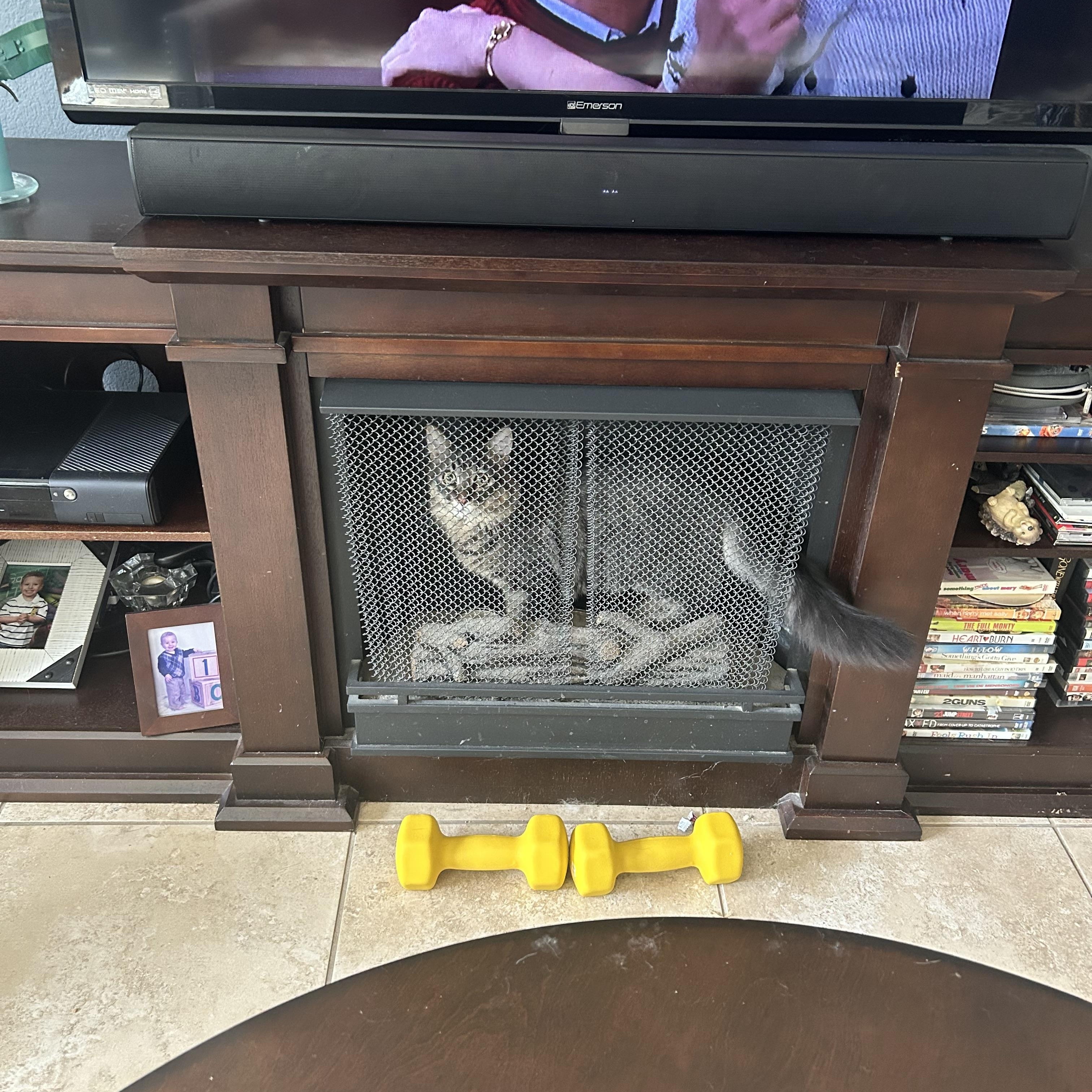 Enlarge Lenny, a ADOPTABLE Tabby in Sacramento, CA image 6/6