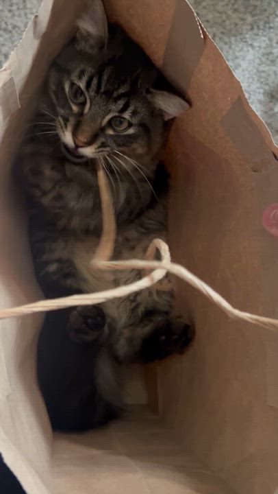 Enlarge Lenny, a ADOPTABLE Tabby in Sacramento, CA video 5/6