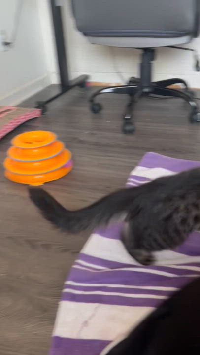 Enlarge Lenny, a ADOPTABLE Tabby in Sacramento, CA video 4/6