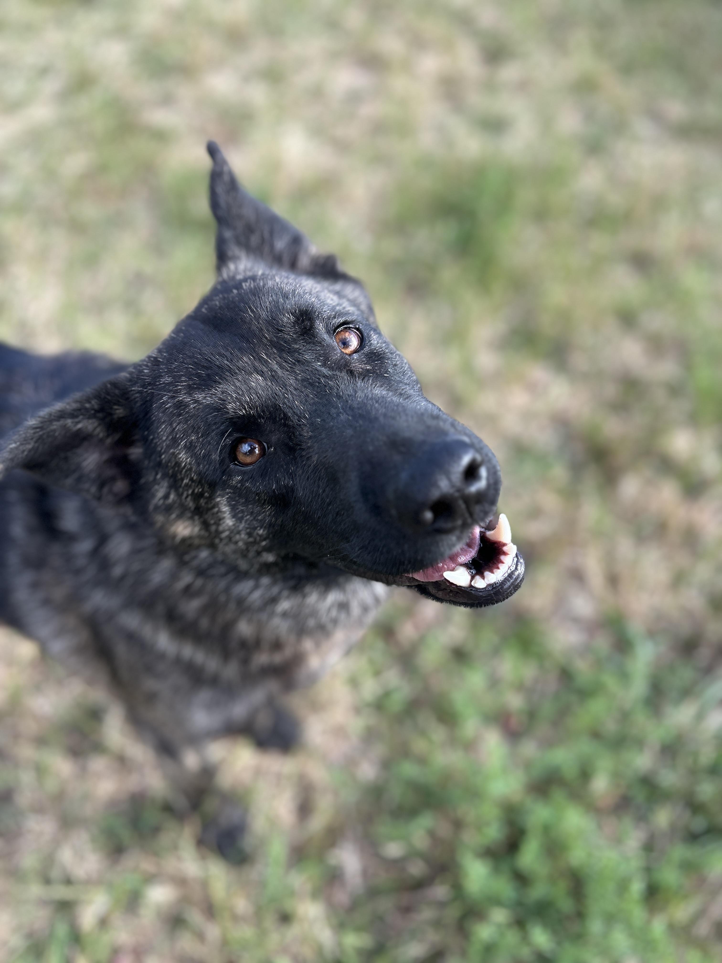 James, a Adoptable mixed breed in Port Angeles, WA image 5/6