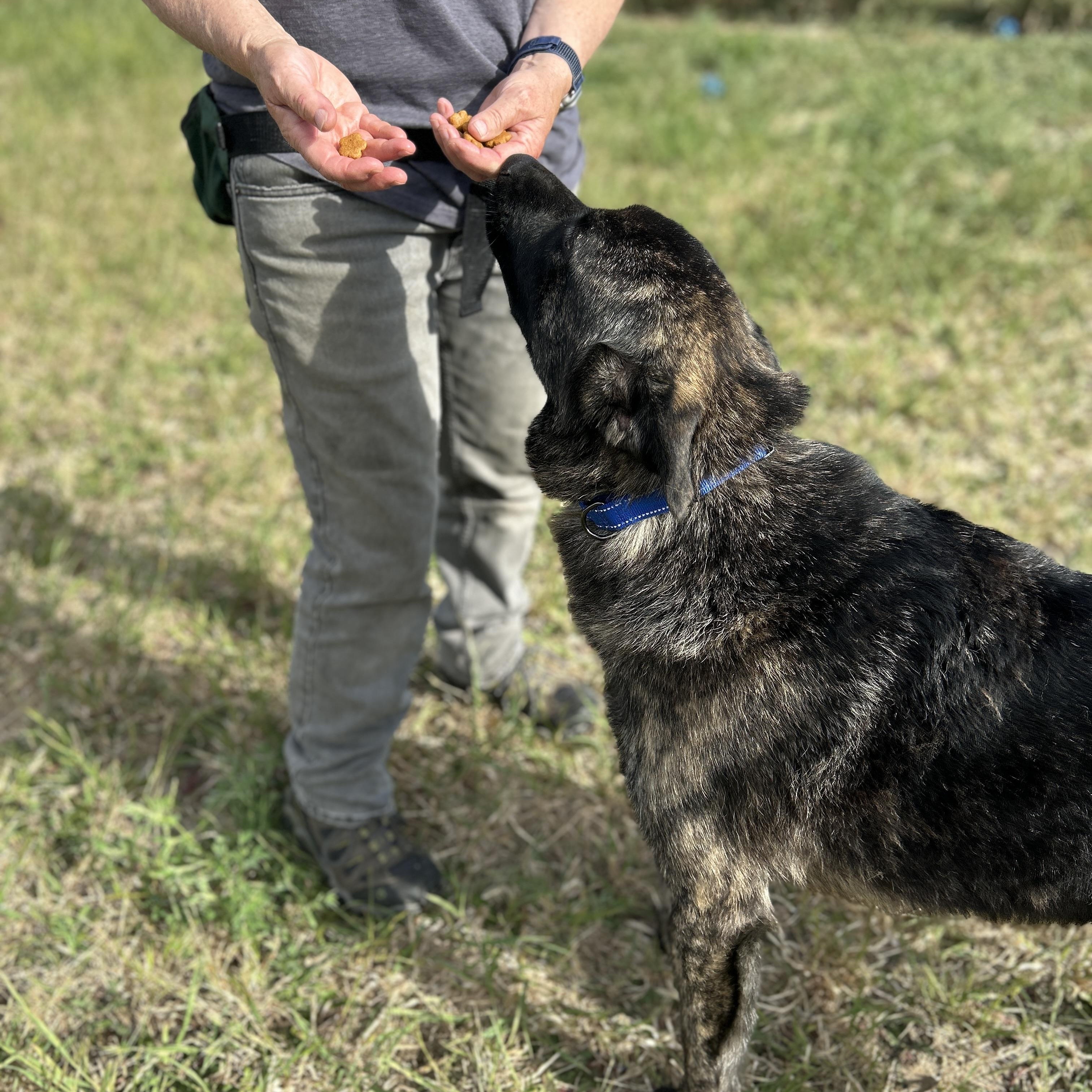 James, a Adoptable mixed breed in Port Angeles, WA image 6/6
