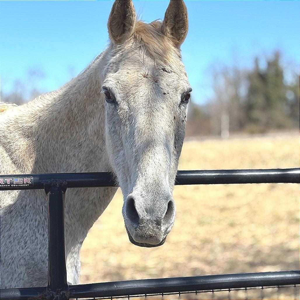 Enlarge silver, a Adoptable Quarterhorse in Marshall, VA image 1/5