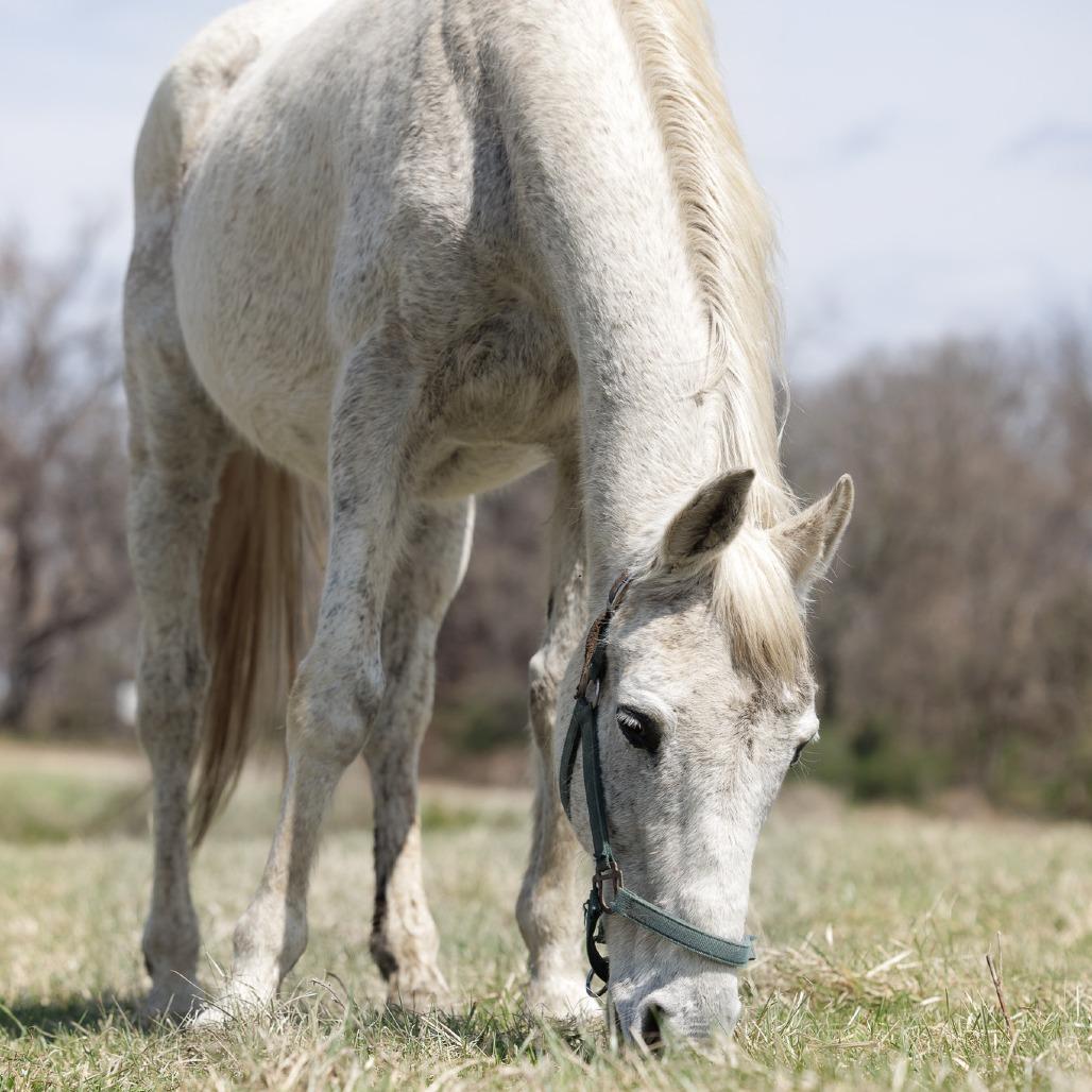 Silver, Adoptable, Senior Male Thoroughbred.