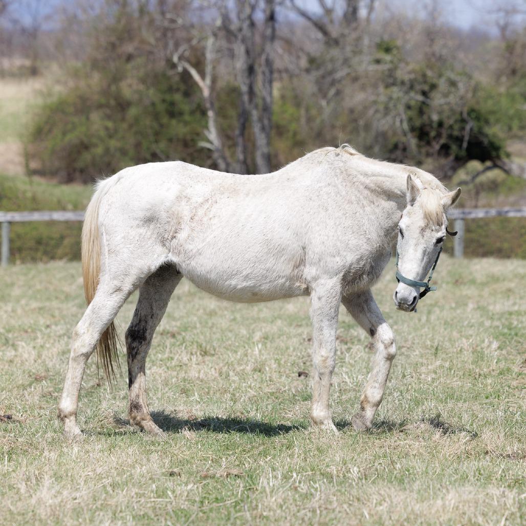 Enlarge Silver, a Adoptable Thoroughbred in Marshall, VA image 2/6