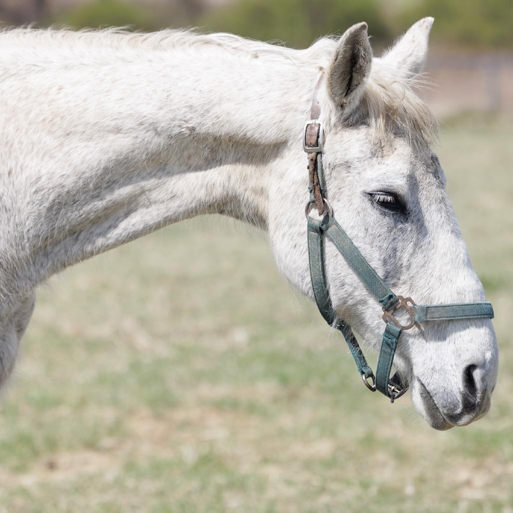 Enlarge Silver, a Adoptable Thoroughbred in Marshall, VA image 3/6