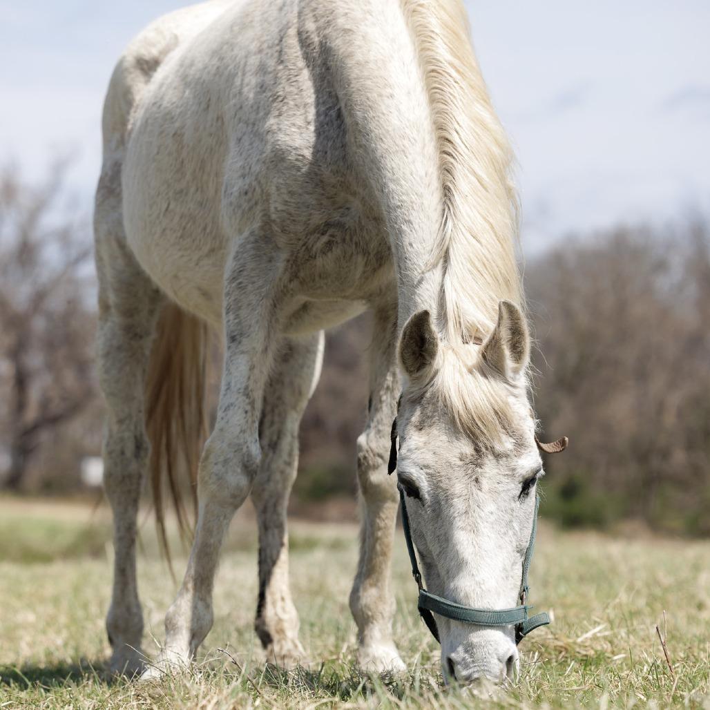 Enlarge Silver, a Adoptable Thoroughbred in Marshall, VA image 4/6