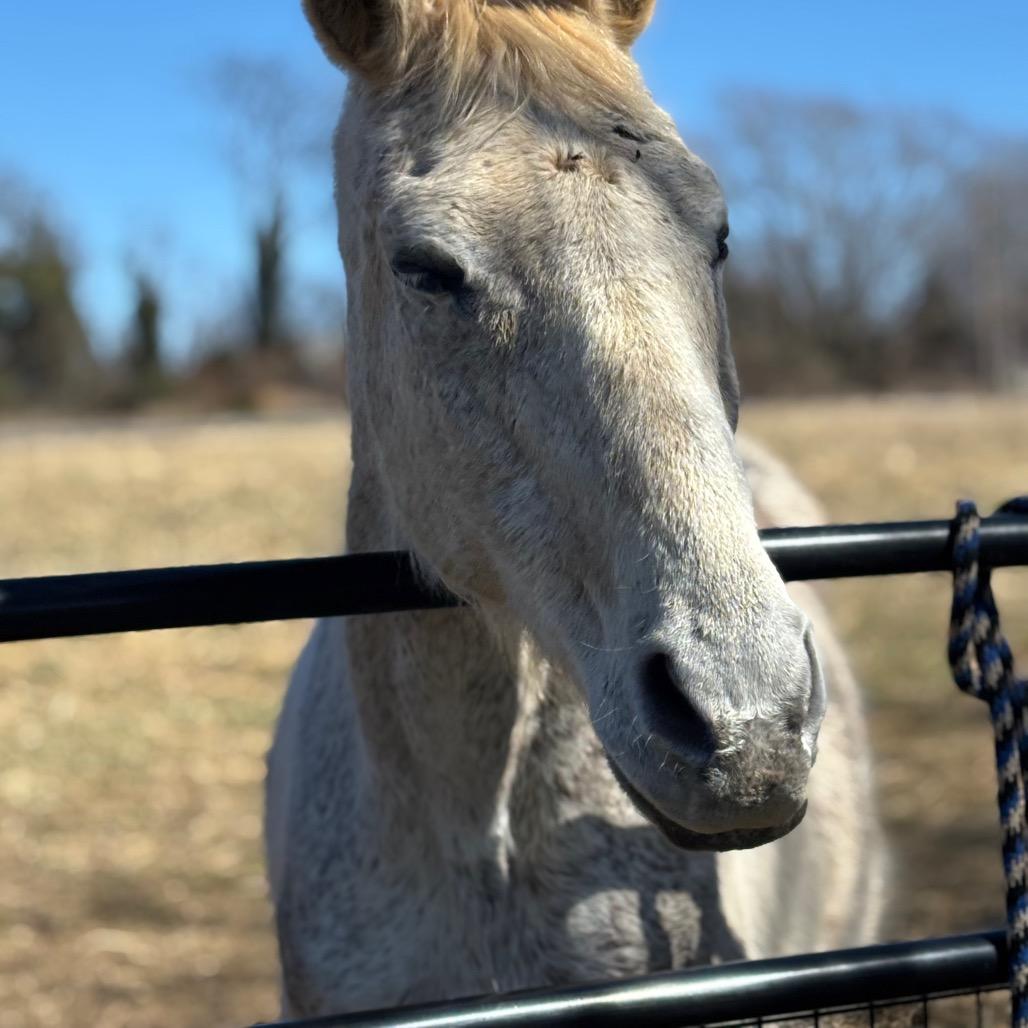 Enlarge silver, a Adoptable Quarterhorse in Marshall, VA image 2/5