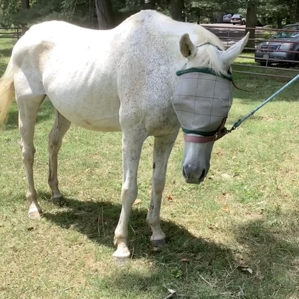 Enlarge silver, a Adoptable Quarterhorse in Marshall, VA image 3/5