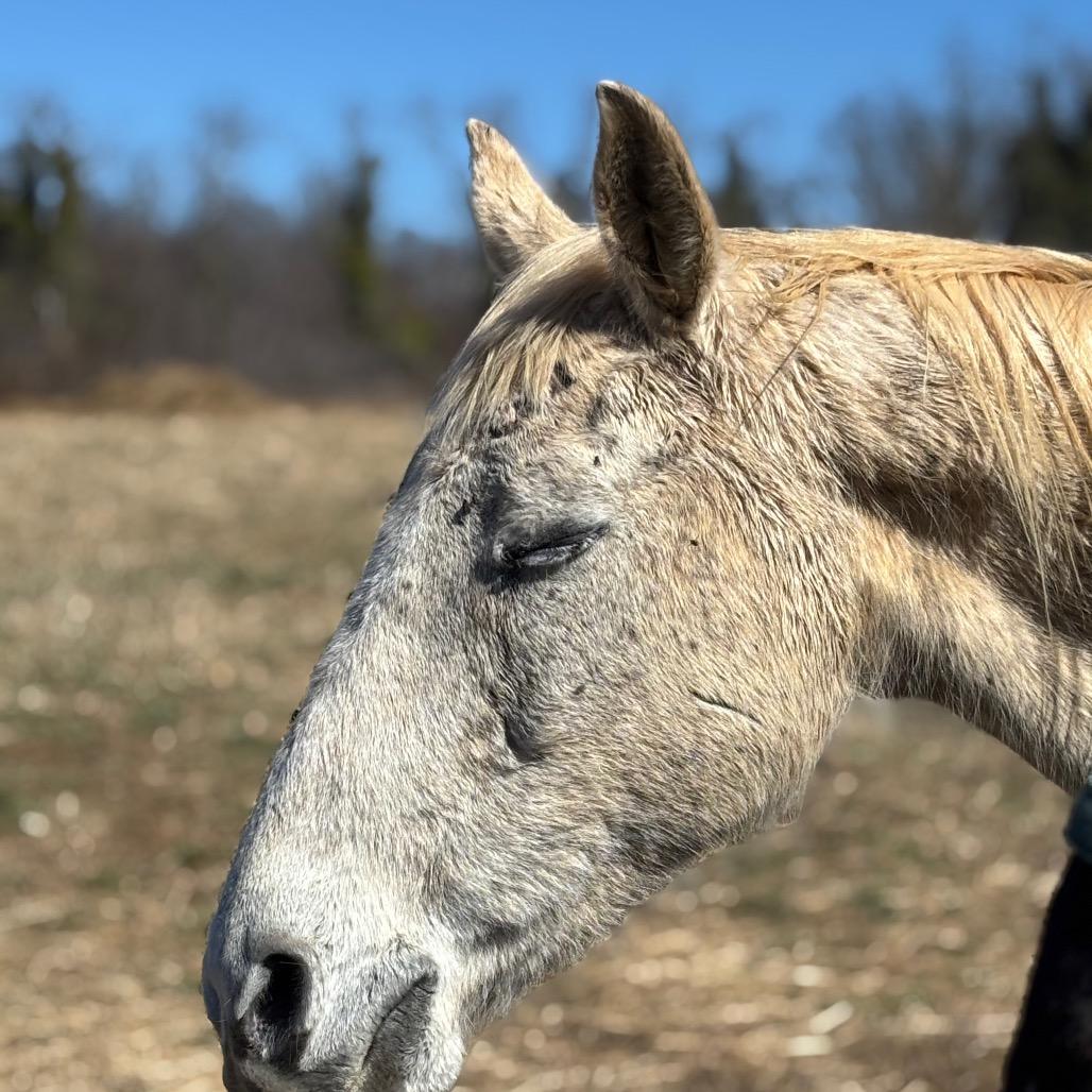 Enlarge silver, a Adoptable Quarterhorse in Marshall, VA image 4/5