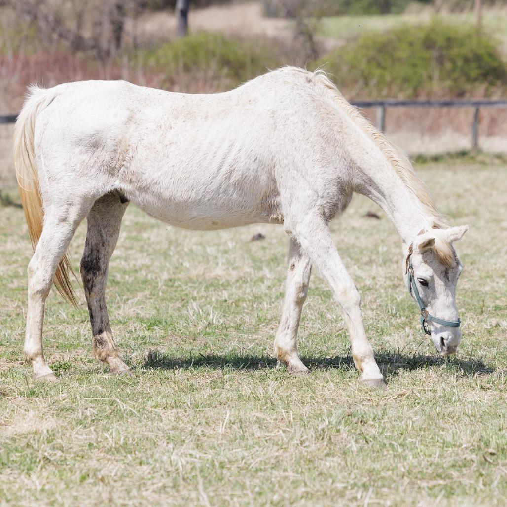 Enlarge Silver, a Adoptable Thoroughbred in Marshall, VA image 5/6