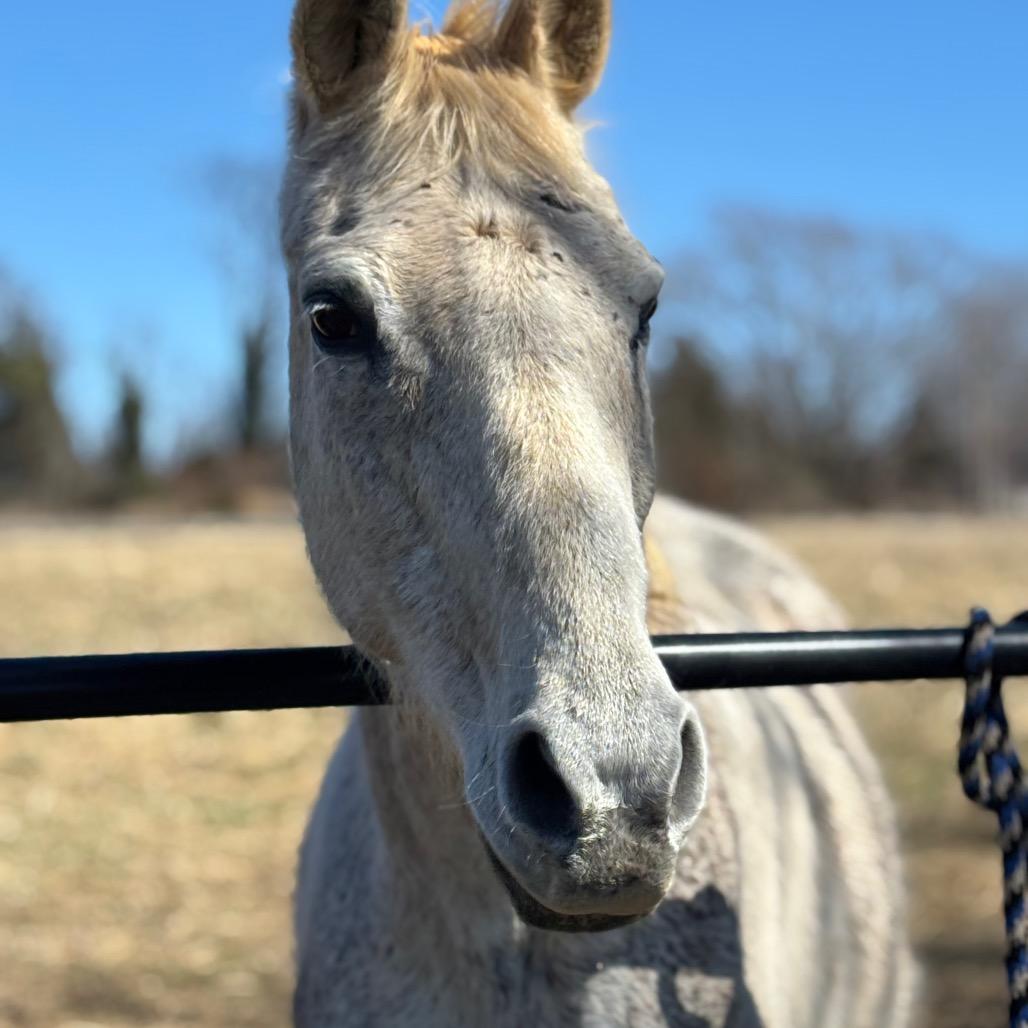 Enlarge silver, a Adoptable Quarterhorse in Marshall, VA image 5/5